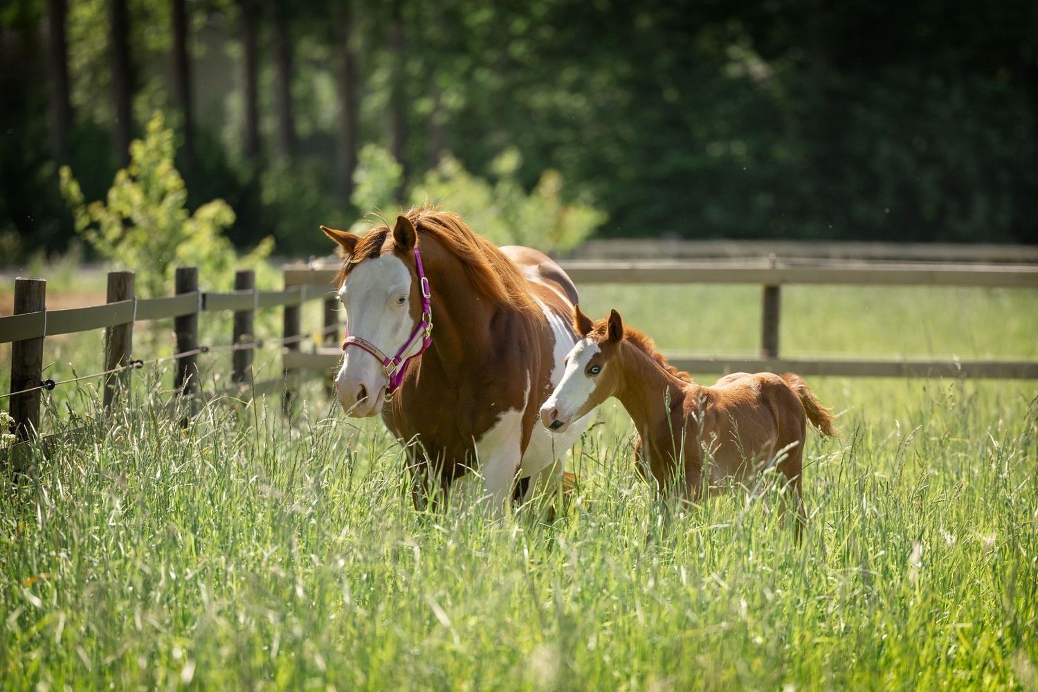 Mother horse and baby foal grazing together in tall grass near wooden fencing.