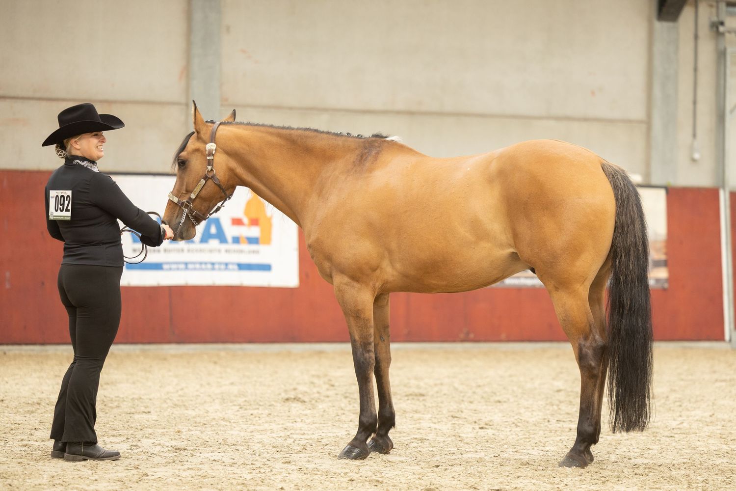 Handler presenting buckskin horse for halter class inspection.