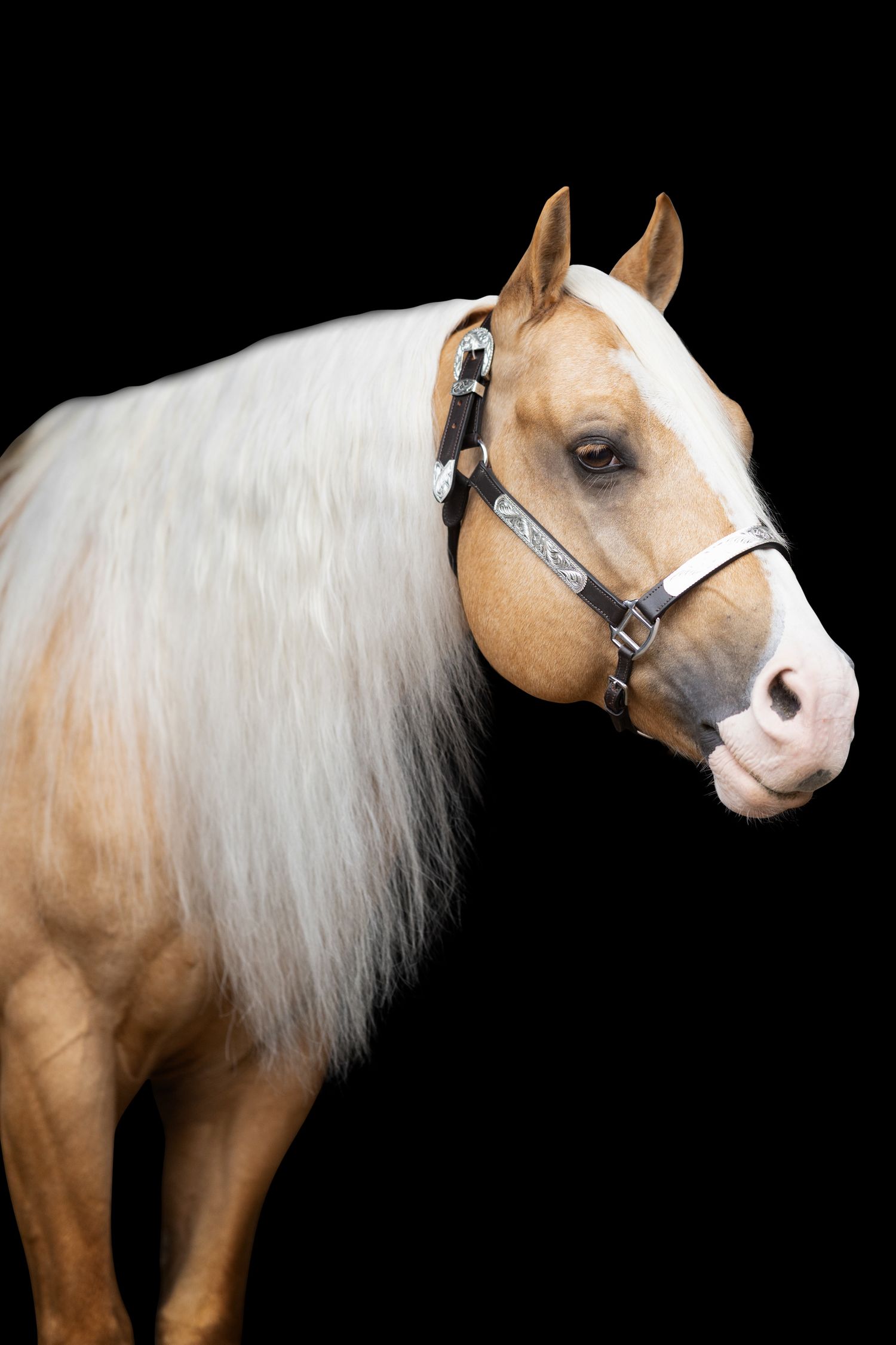 Close-up portrait of a palomino horse wearing a black halter against dark background.