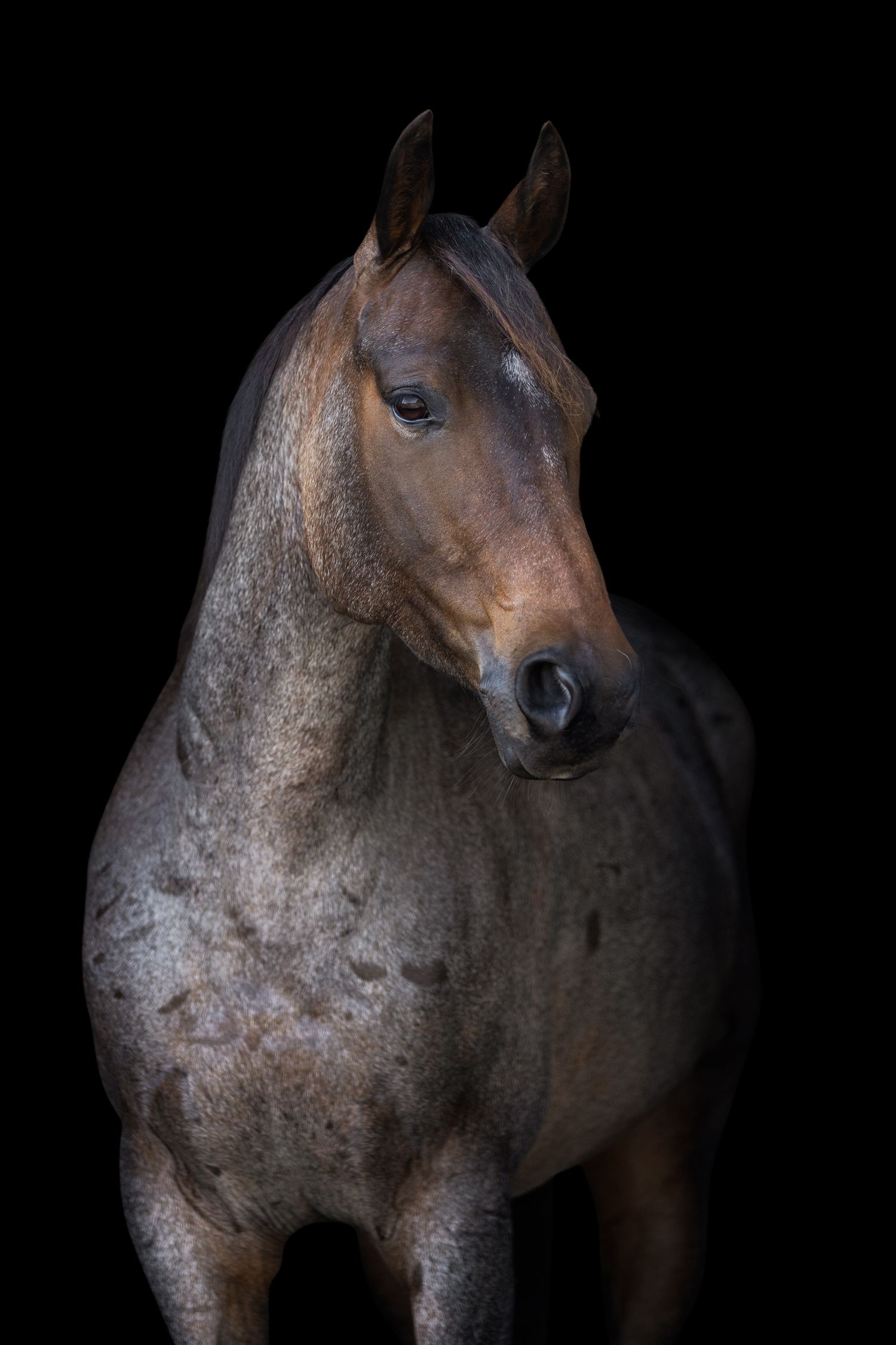 Roan Quarter horse portrait showing muscular neck and shoulders against black backdrop.