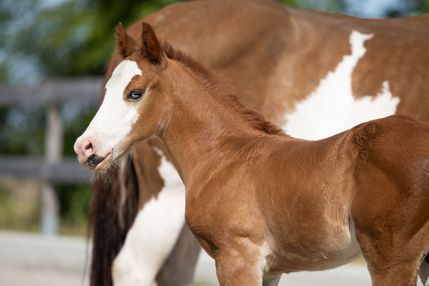 Chestnut and white pinto foal standing in profile against a blurred background.