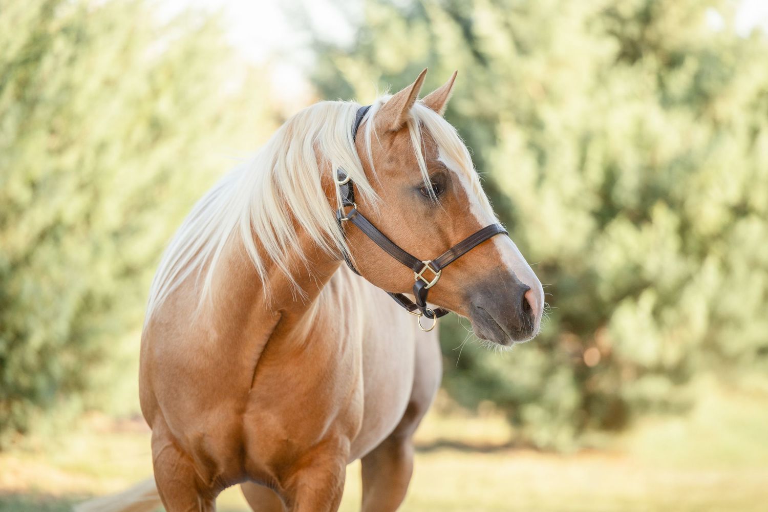 Profile portrait of palomino horse wearing black halter in natural setting.