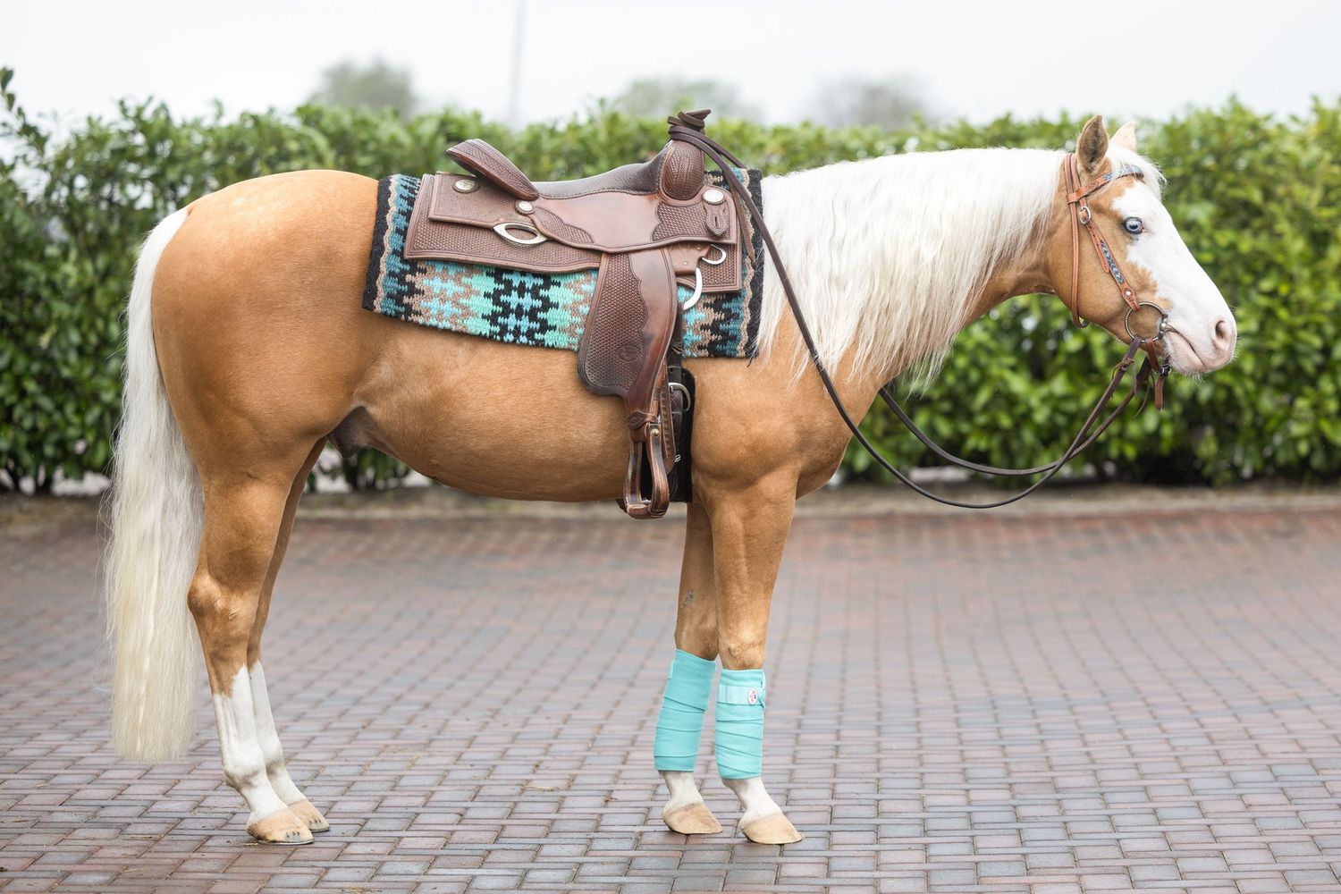 Brown and white horse wearing turquoise tack standing on paved ground.