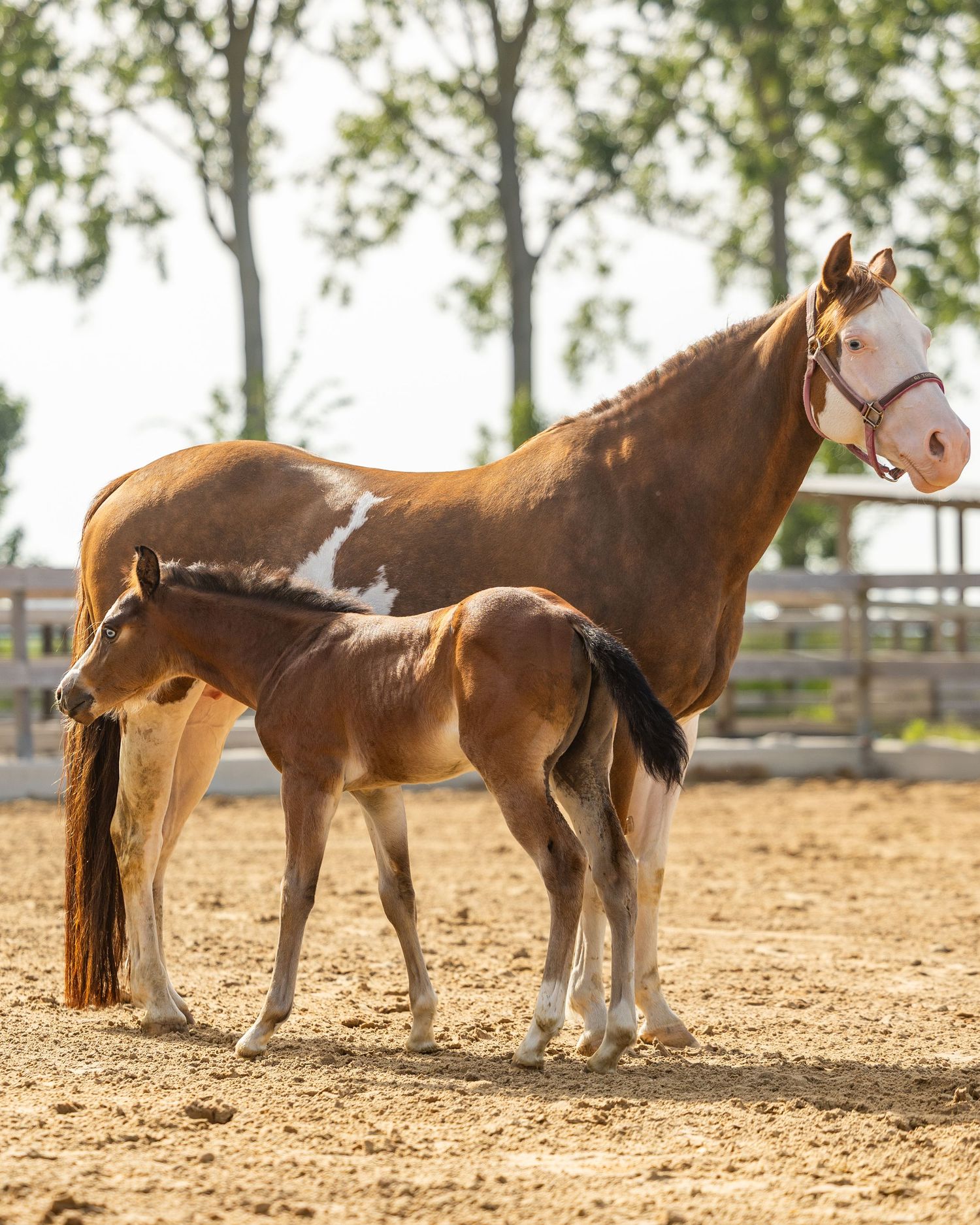 A chestnut mare with white markings stands beside her young foal in a sandy paddock with green trees in the background.