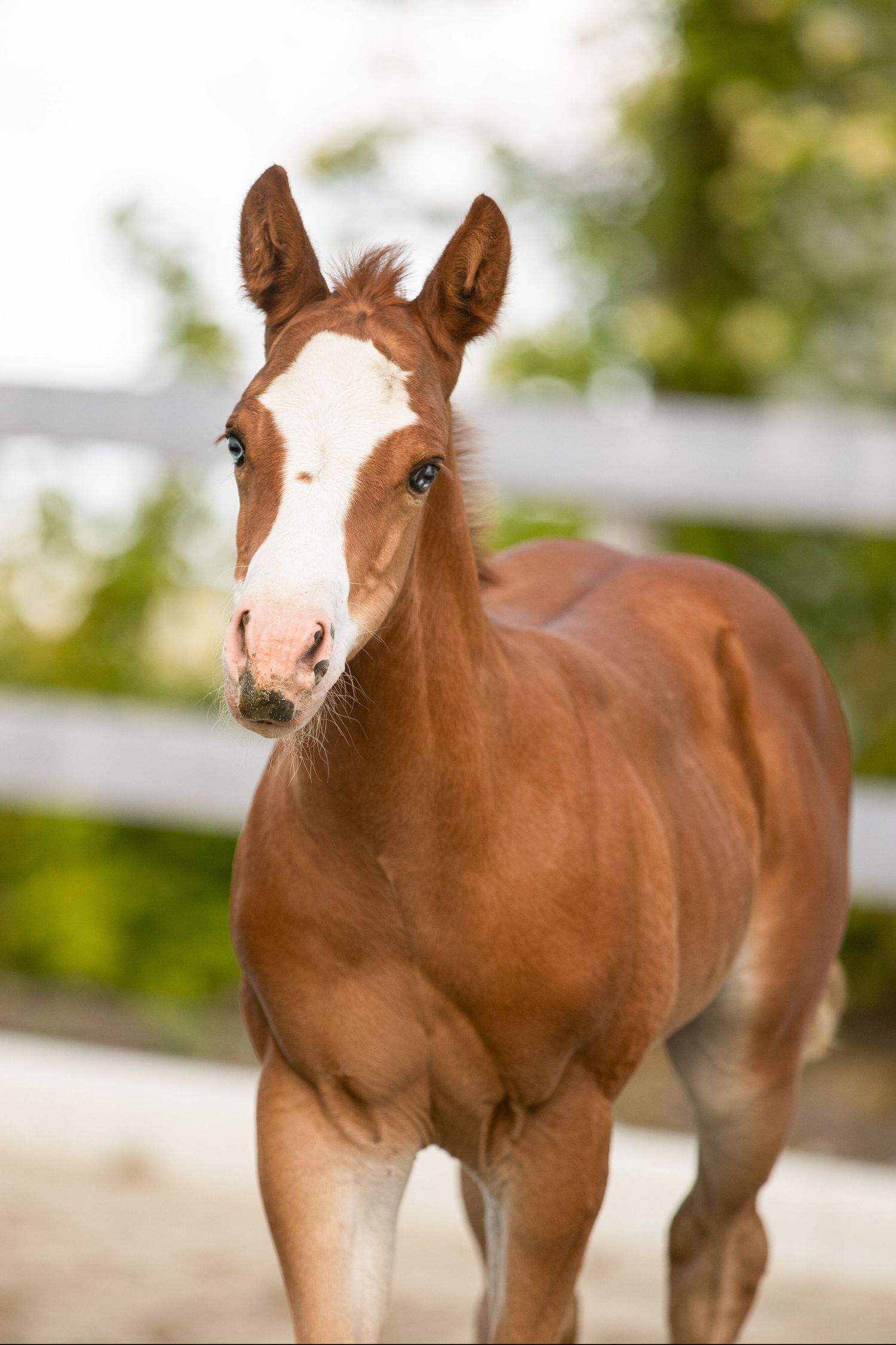 Young chestnut foal with white blaze looking at camera in front of white fence.