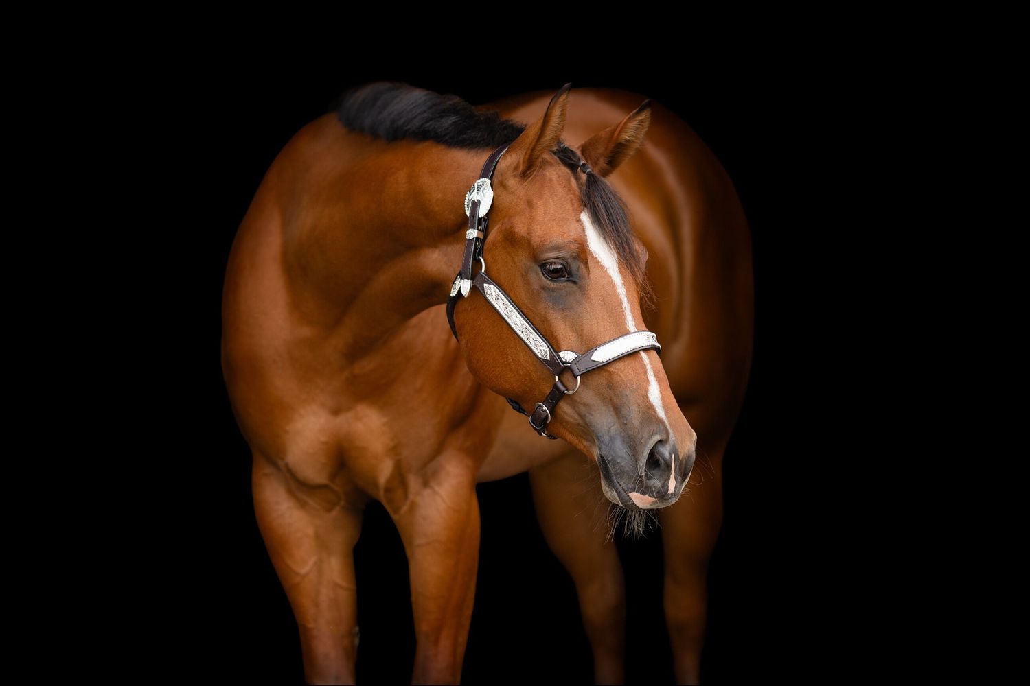 Side view of a saddled brown horse standing against dark background.
