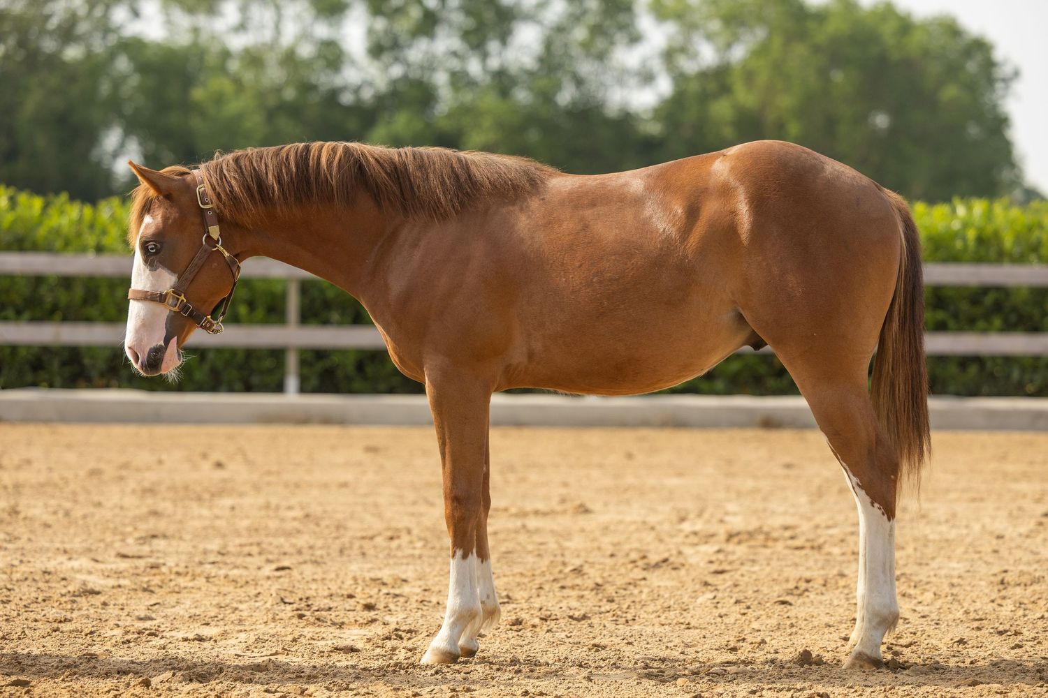 Chestnut horse with white markings standing in a sandy arena, wearing a halter, with green trees in the background.