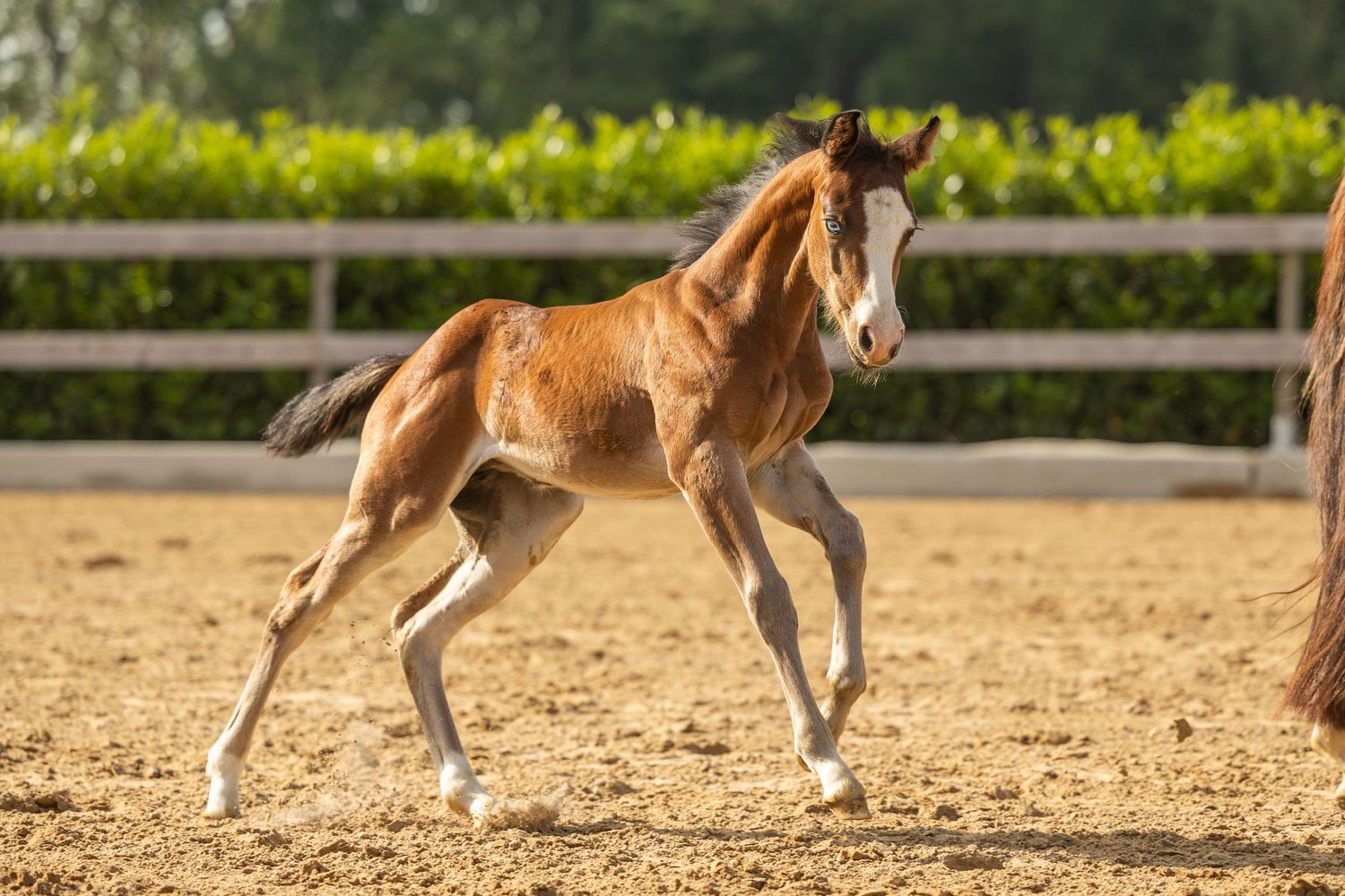 A young chestnut foal with white markings trots playfully in a sandy paddock surrounded by green hedges.