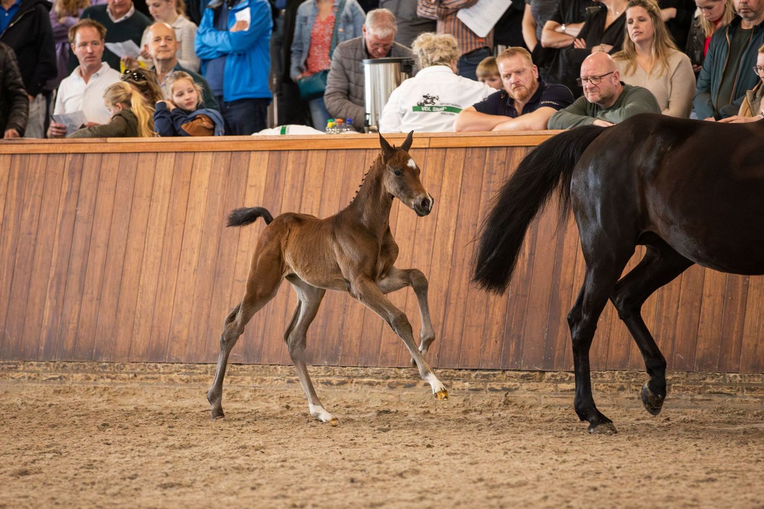 KWPN foal showing during the VDL stallion showcase