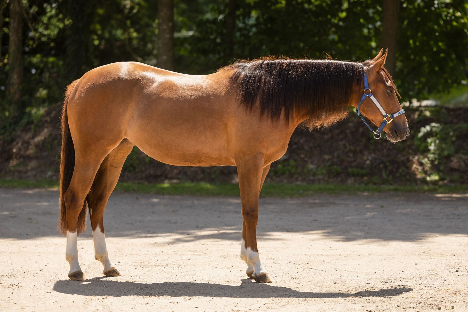 Athletic chestnut horse with white socks standing in natural outdoor setting.