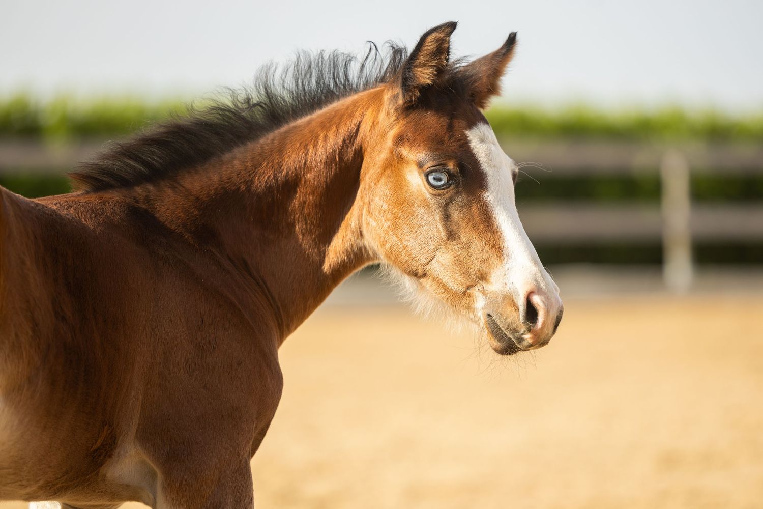 A young chestnut foal with a white blaze and blue eye stands in a sandy paddock on a sunny day.