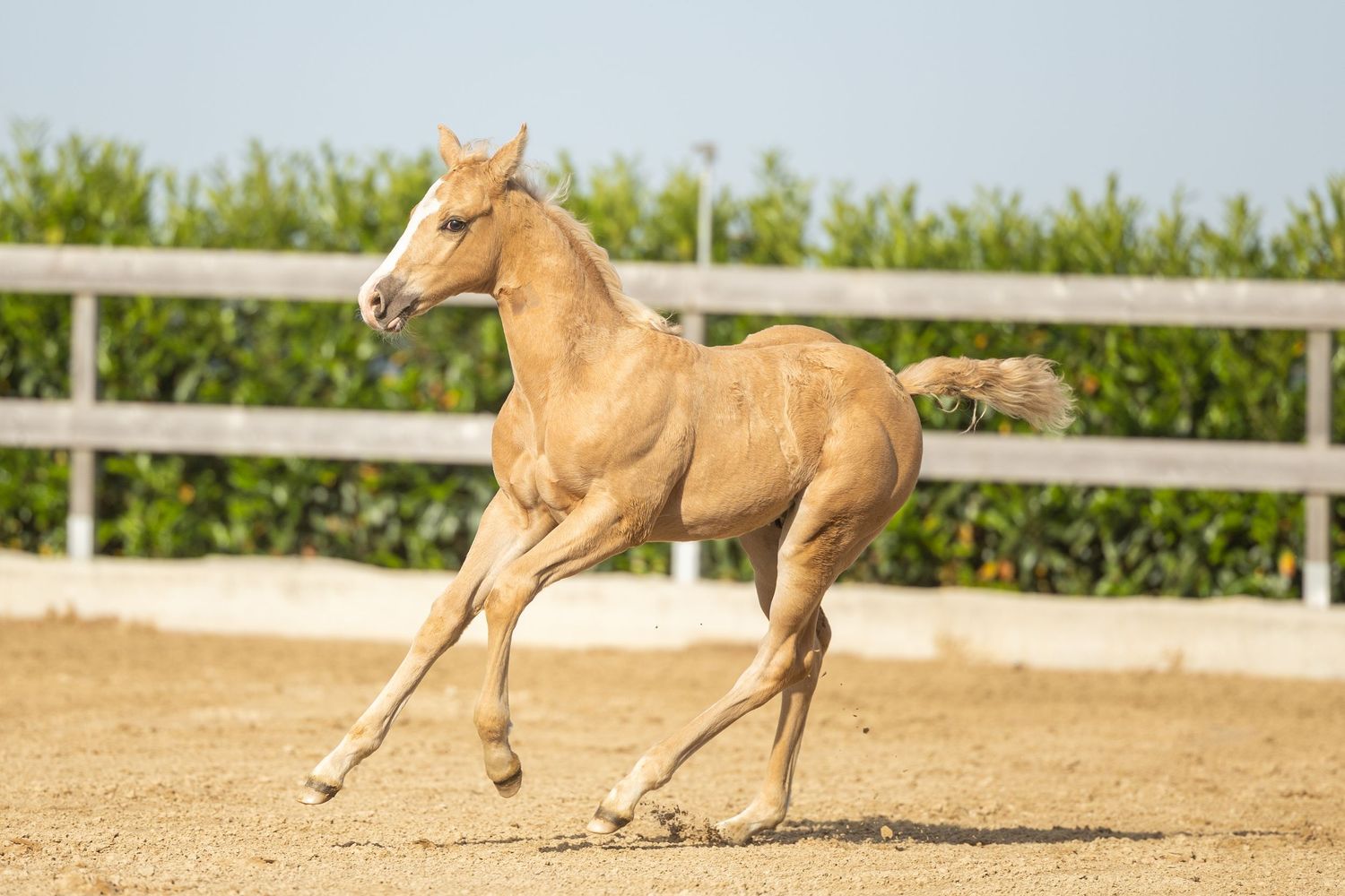 A young palomino foal trots energetically in a sandy paddock with a white fence and green hedges in the background.