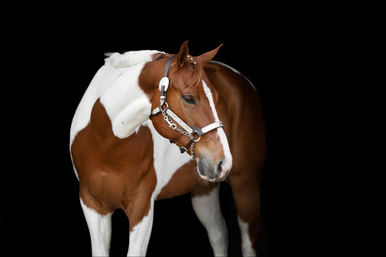 Paint horse with brown and white patches shown in profile against black backdrop.