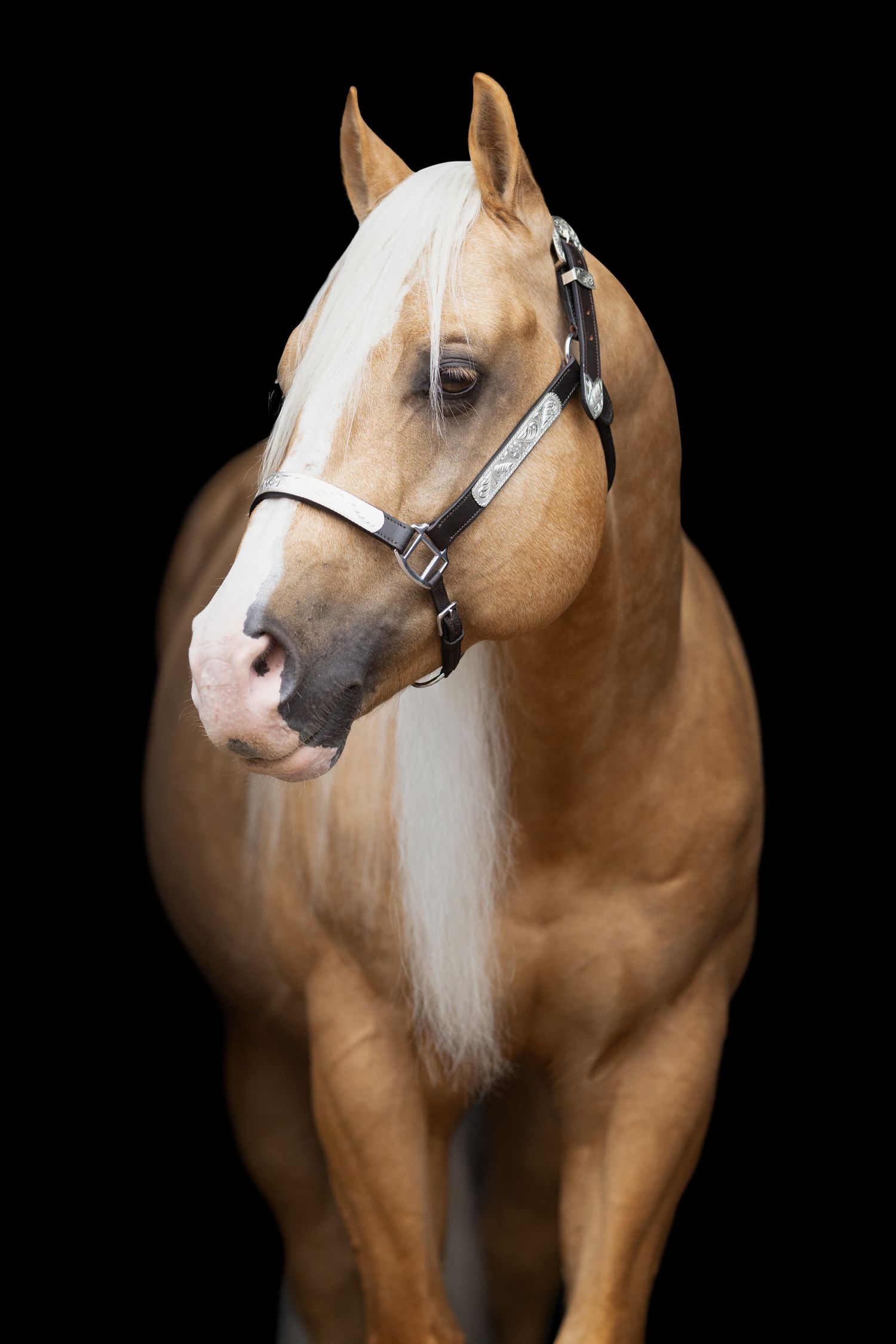 Close up portrait of palomino horse with white mane wearing black halter against dark background.