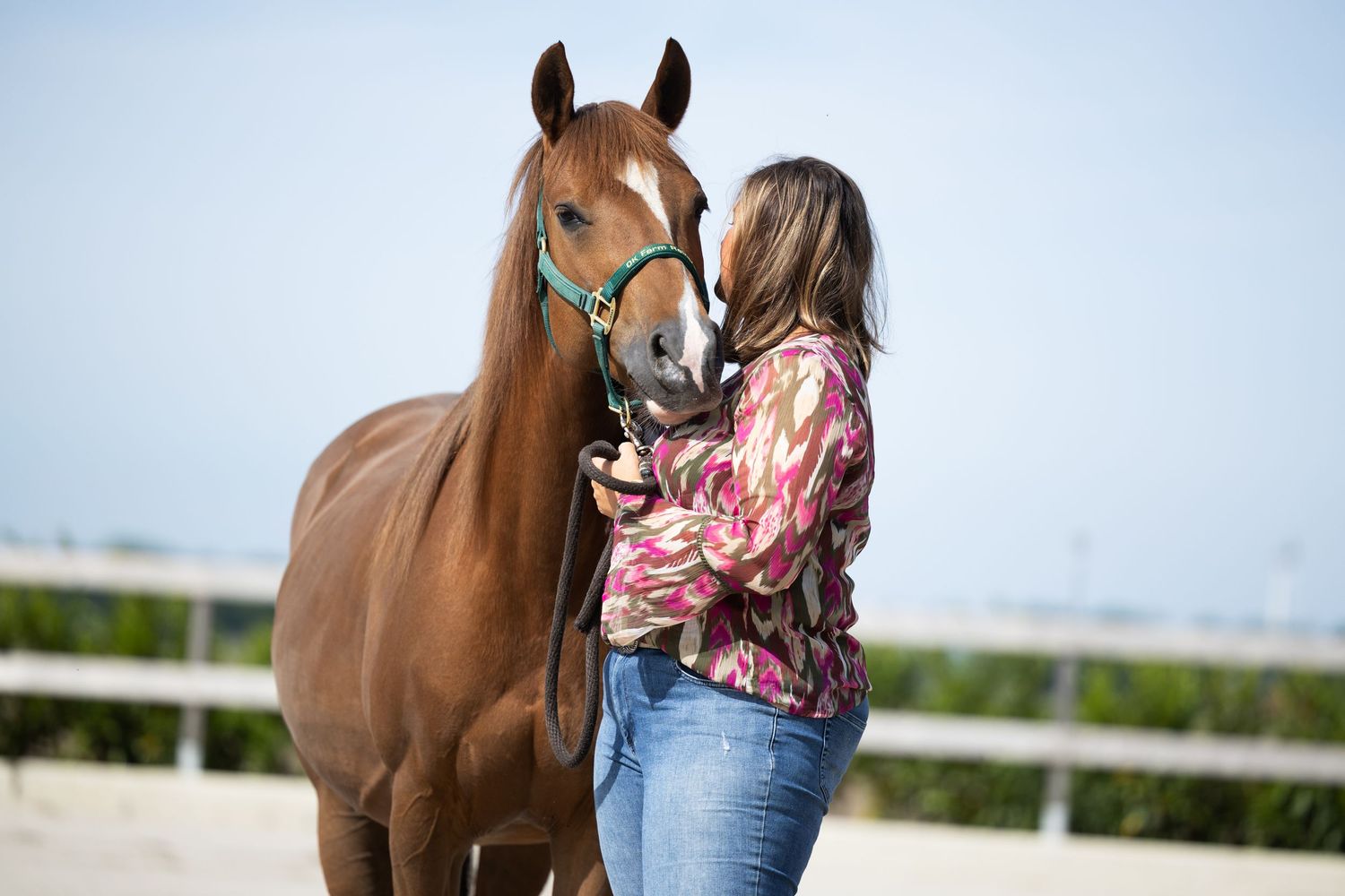 A chestnut horse wearing a blue halter stands calmly in an outdoor arena.