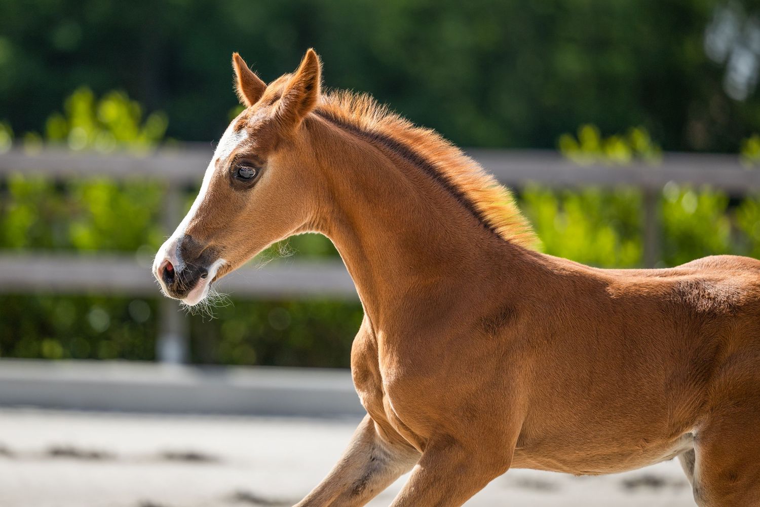 Alert chestnut foal with white markings moving gracefully in a fenced arena.