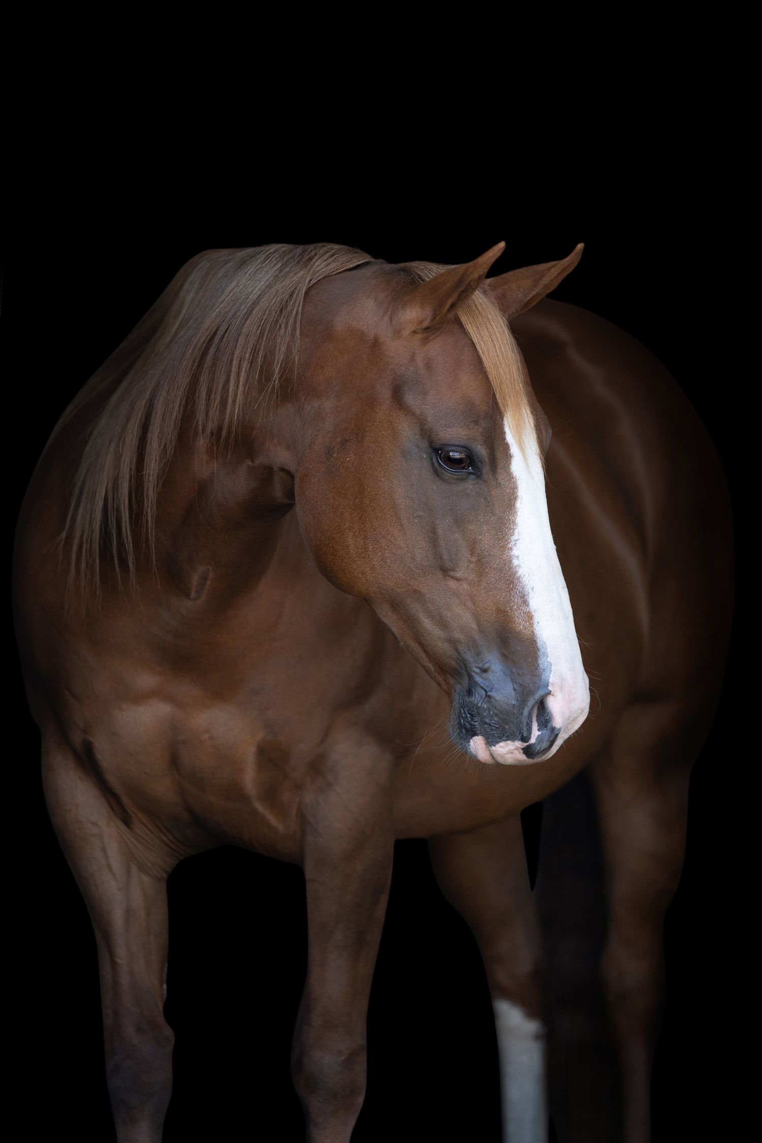 Chestnut horse with white facial marking posed against black background.