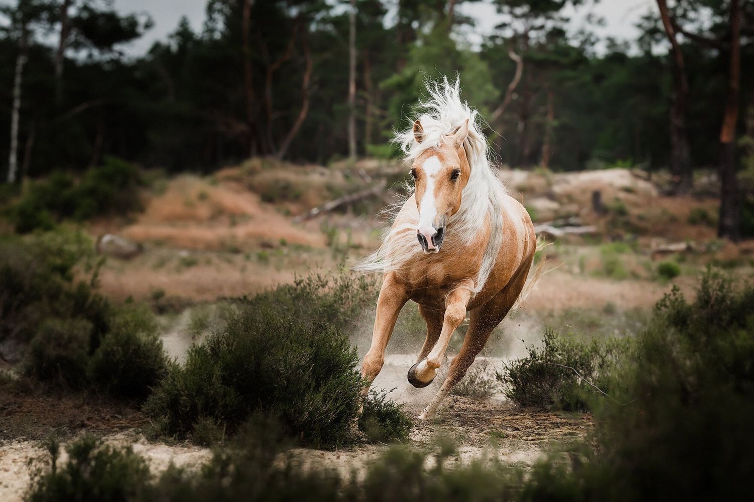 Palomino horse galloping freely through rugged terrain with mane flowing in the wind.