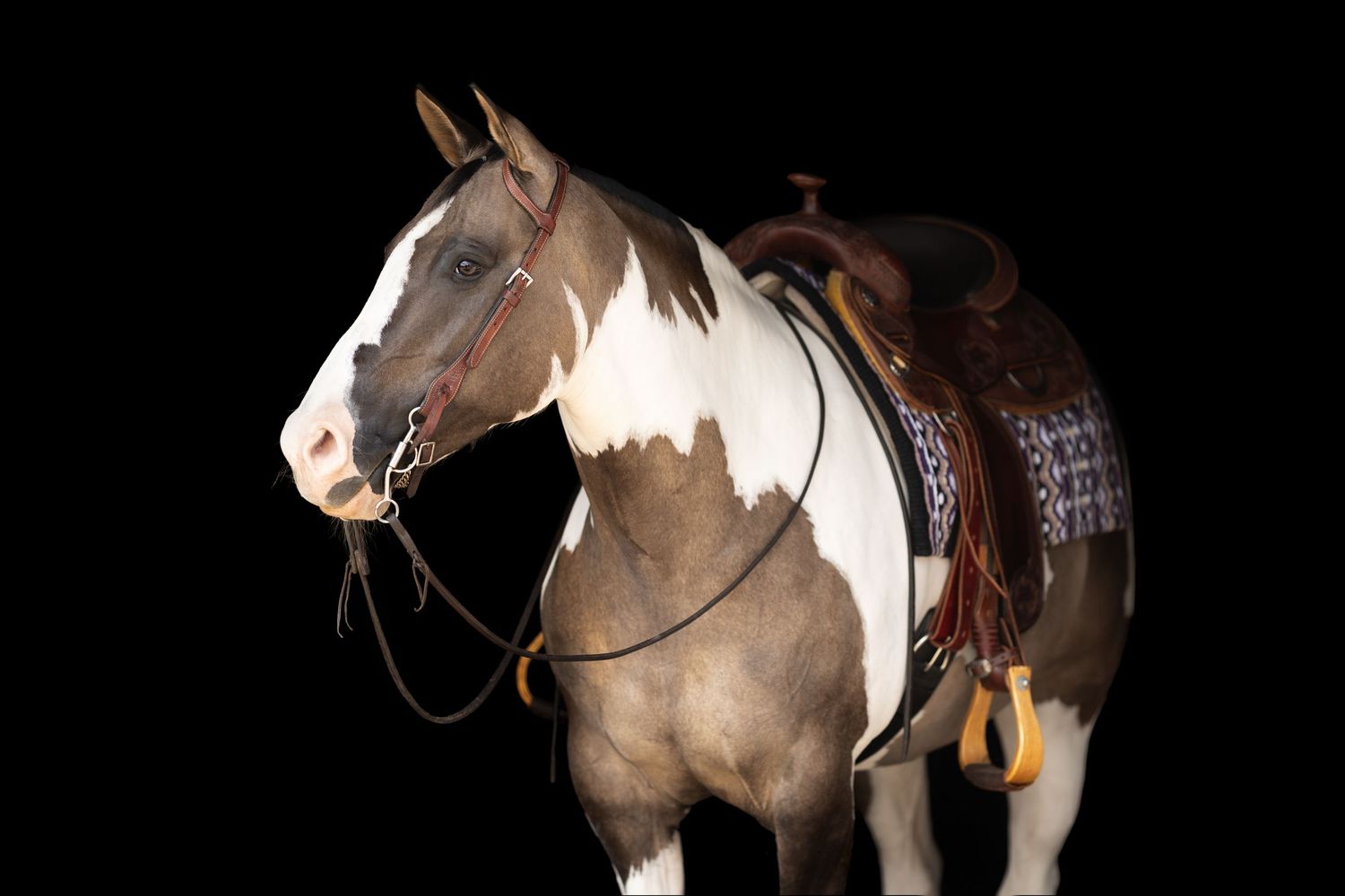A paint horse with western tack stands in profile against a dark background.