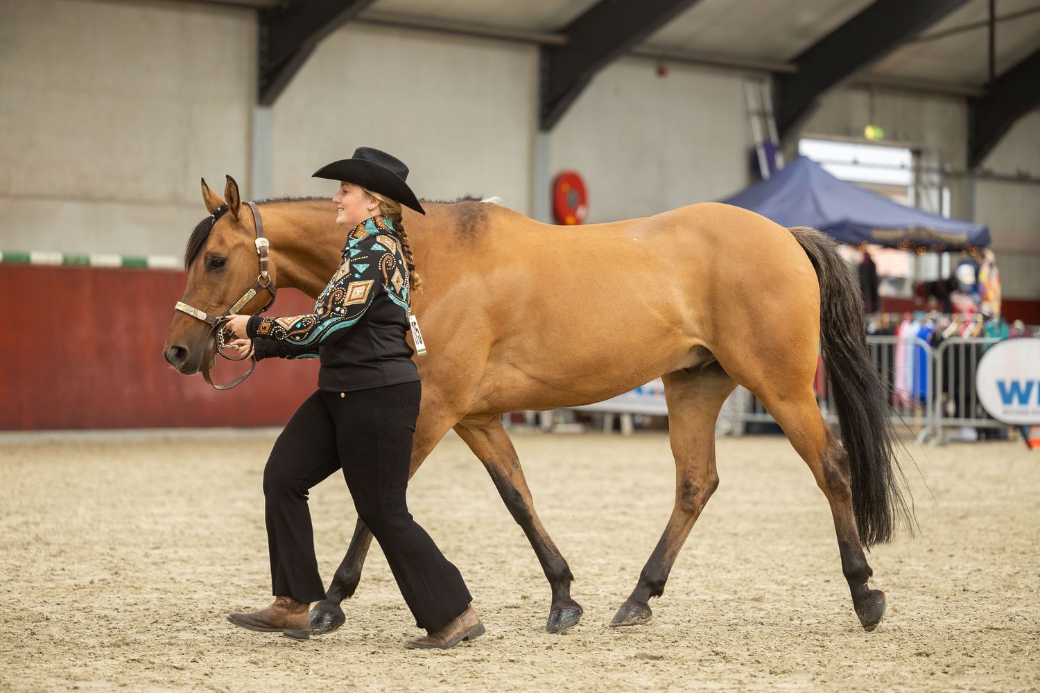 Handler leading a chestnut horse during in-hand competition class.
