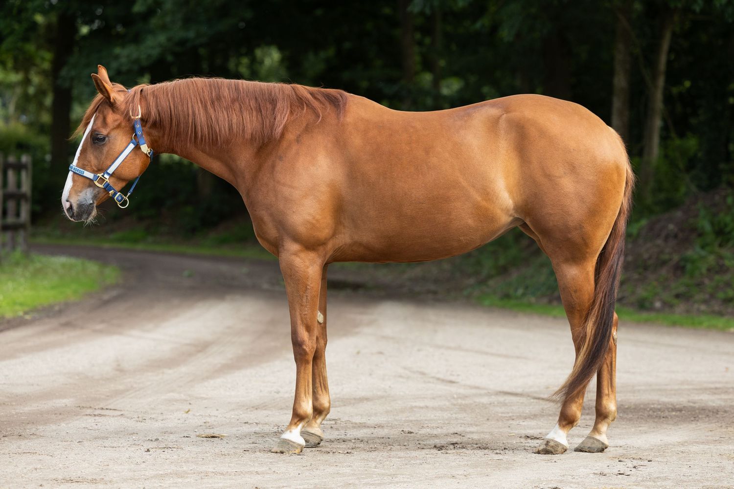 Chestnut horse with white markings standing on dirt path near wooded area.
