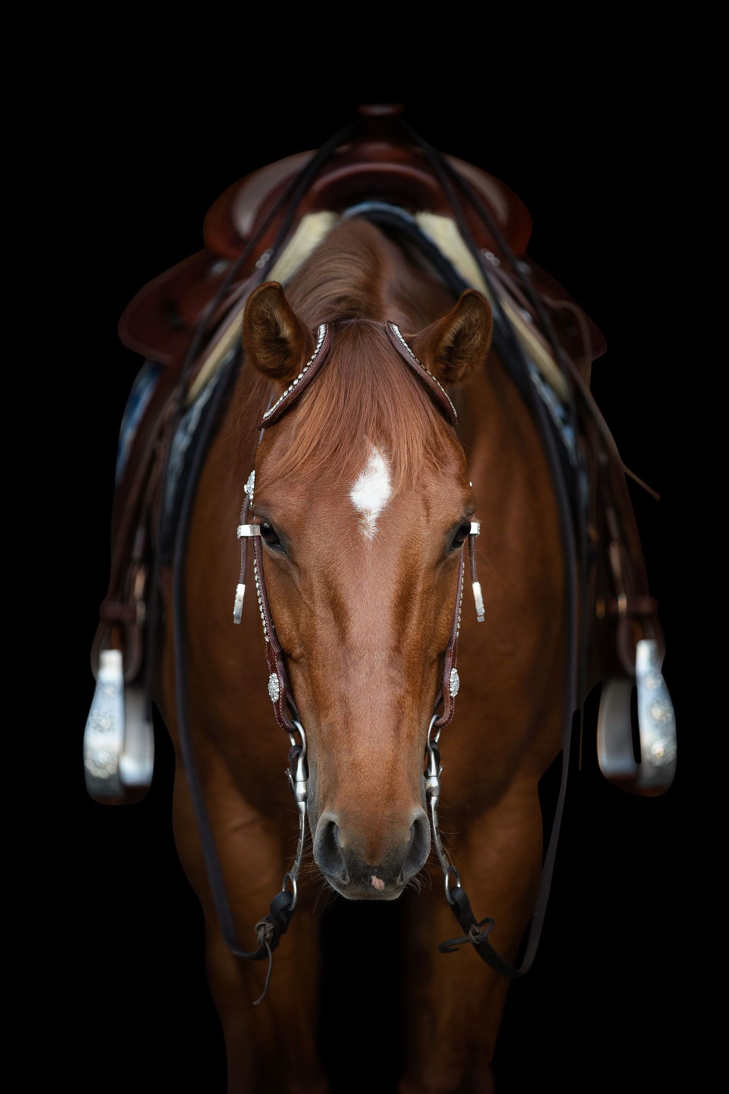 Close-up of chestnut Quarter horse wearing ornate bridle and headstall against black background.