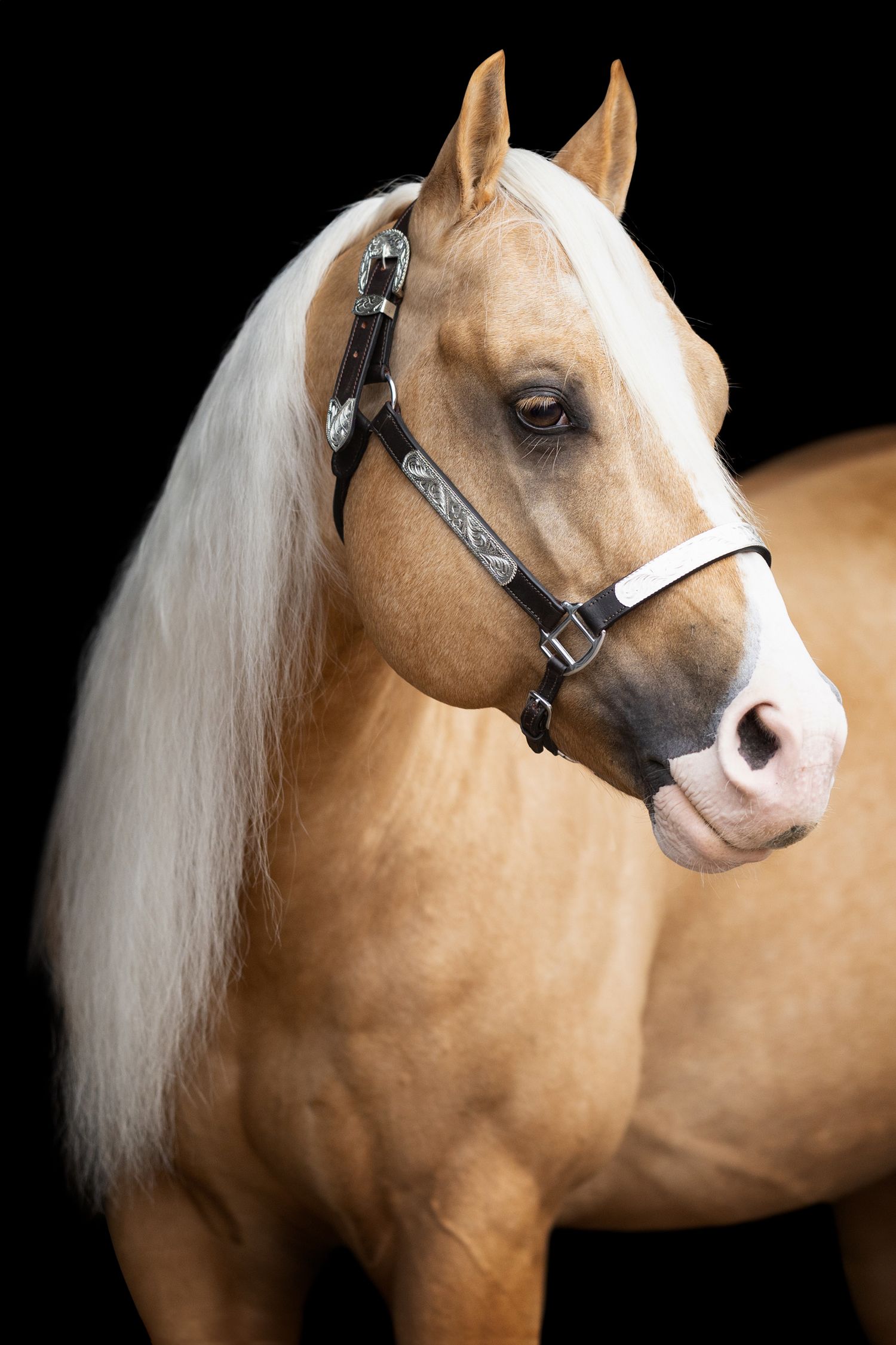Elegant head shot of palomino horse with flowing white mane against black background.