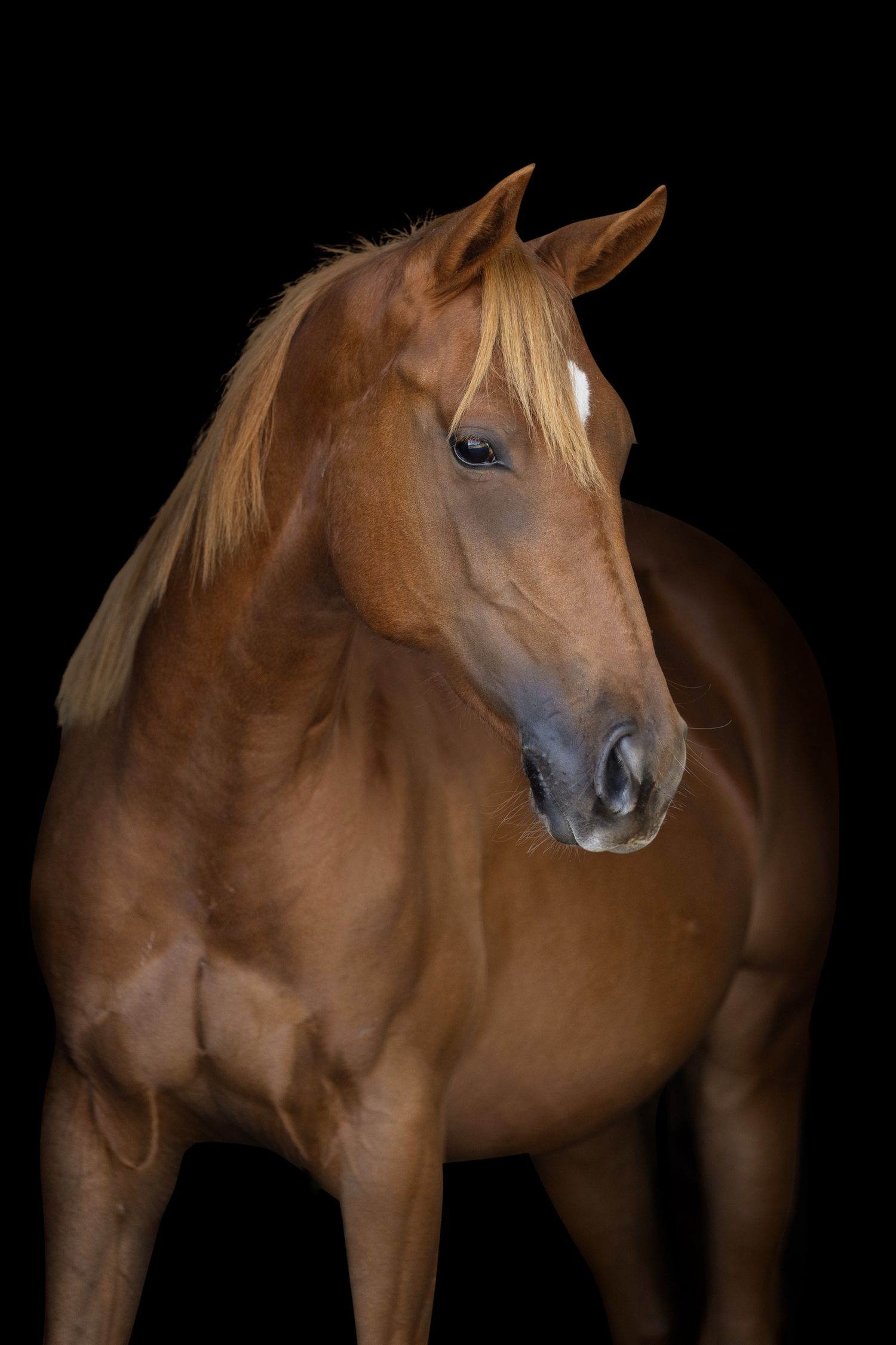 Portrait of a chestnut horse with blonde mane against black background.