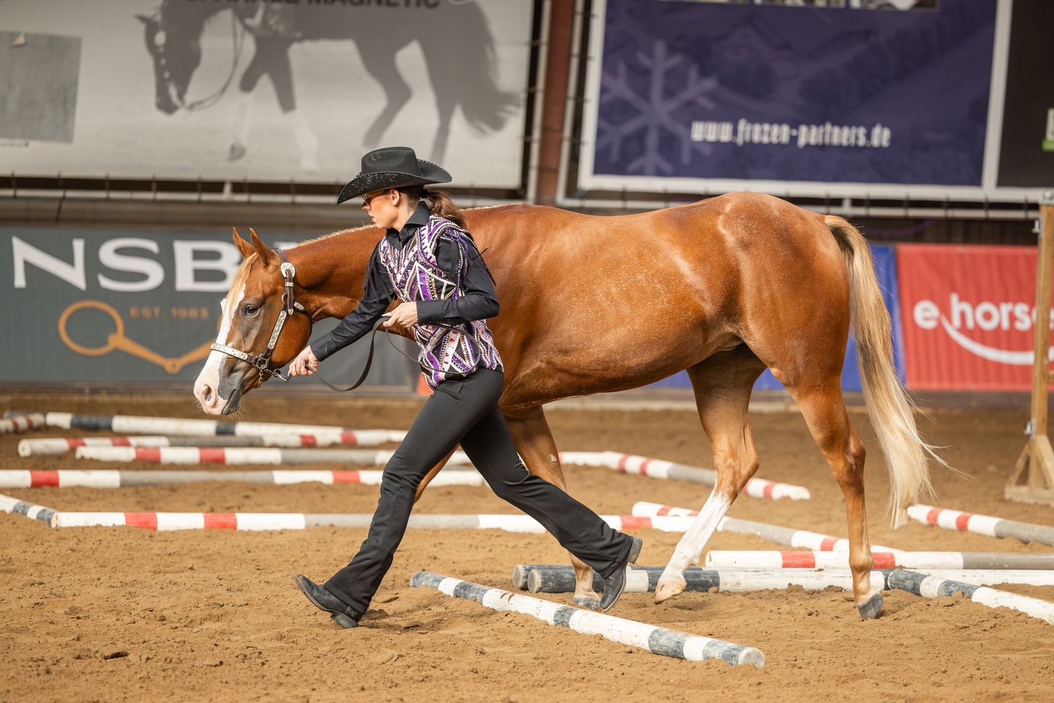 Woman in black hat leads chestnut horse through poles at indoor equestrian show competition.