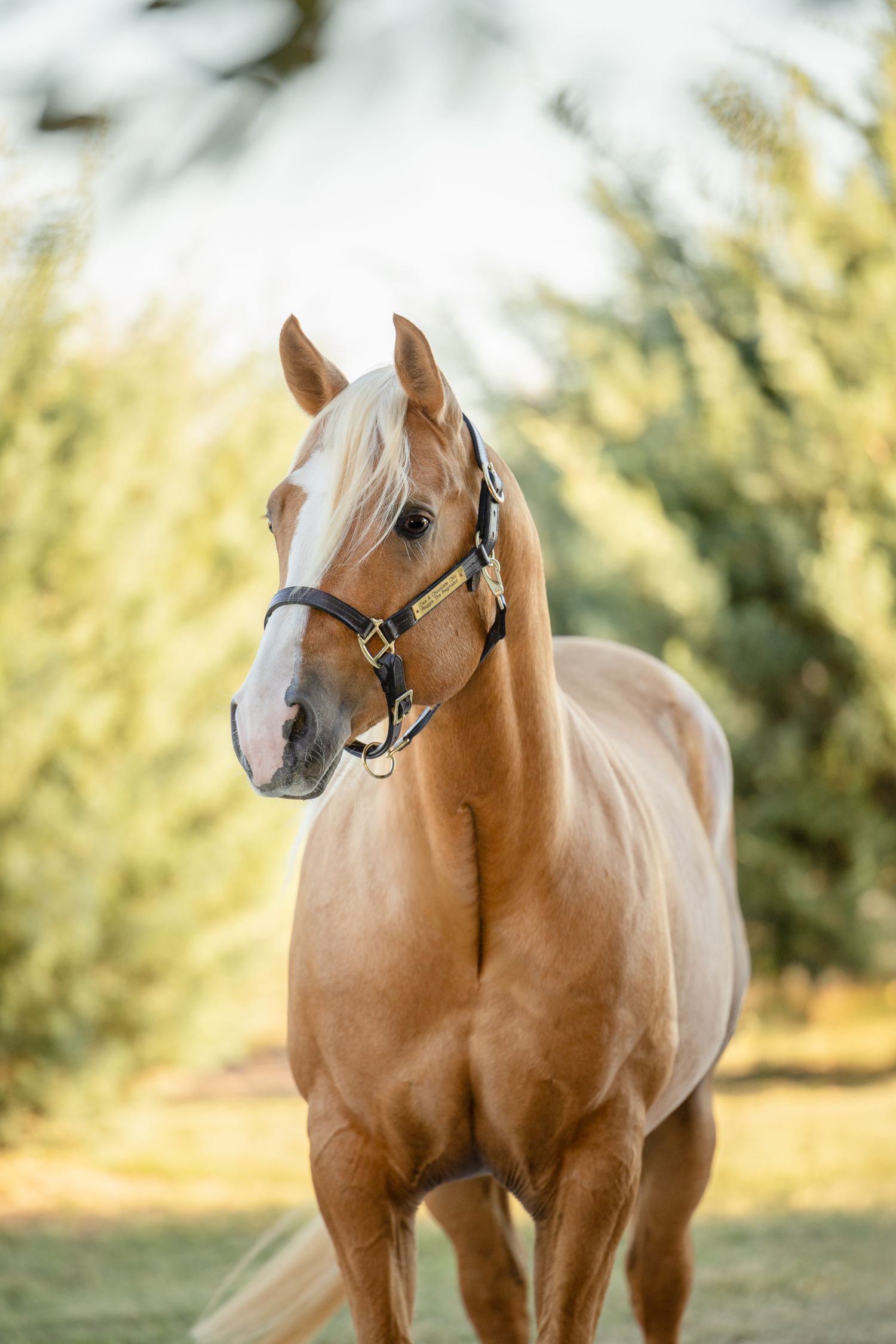 A palomino horse standing in a sunny outdoor field with trees in the background.