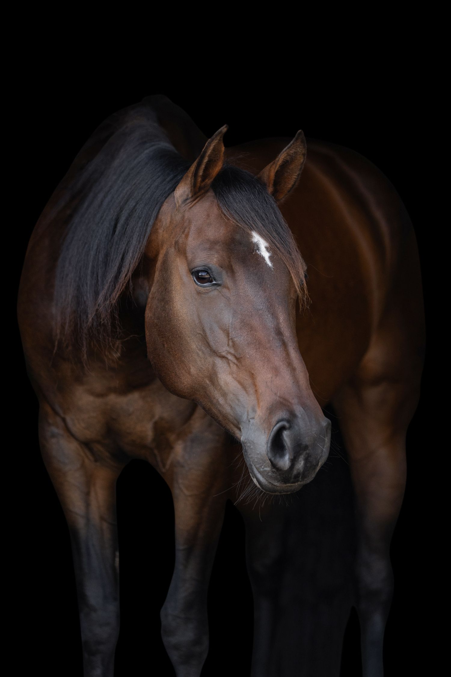 A series of artistic portraits showing a brown horse against a dark background.