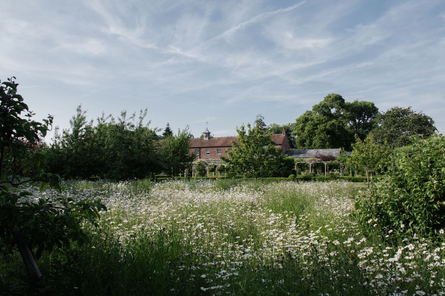 Wildflower meadow with white daisies in front of rustic brick farmhouse under blue sky.