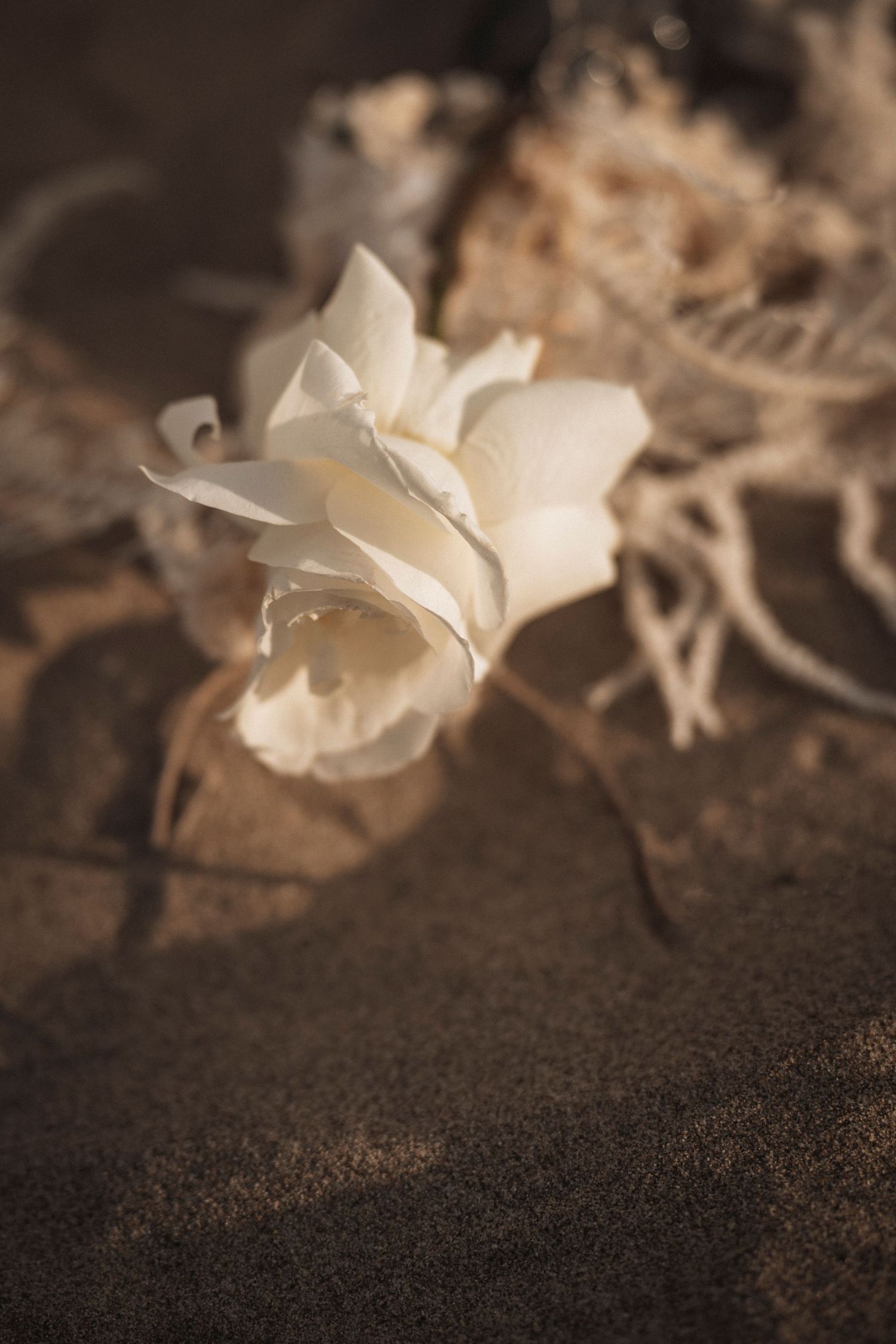 Close-up of delicate white flowers with soft petals against a dark textured background in sepia tones.