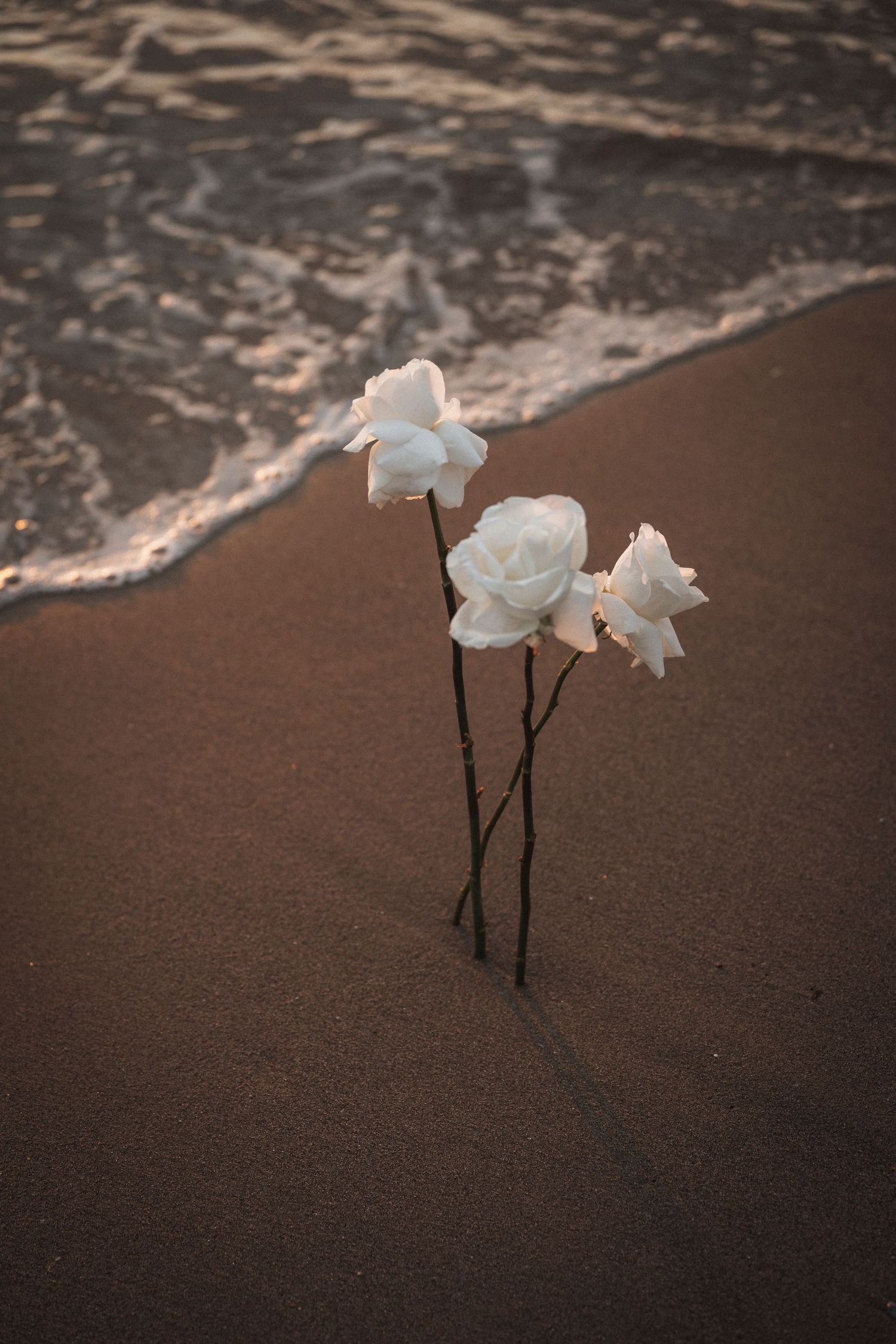 White orchid flowers stand delicately in wet sand as ocean waves roll in along the shoreline.