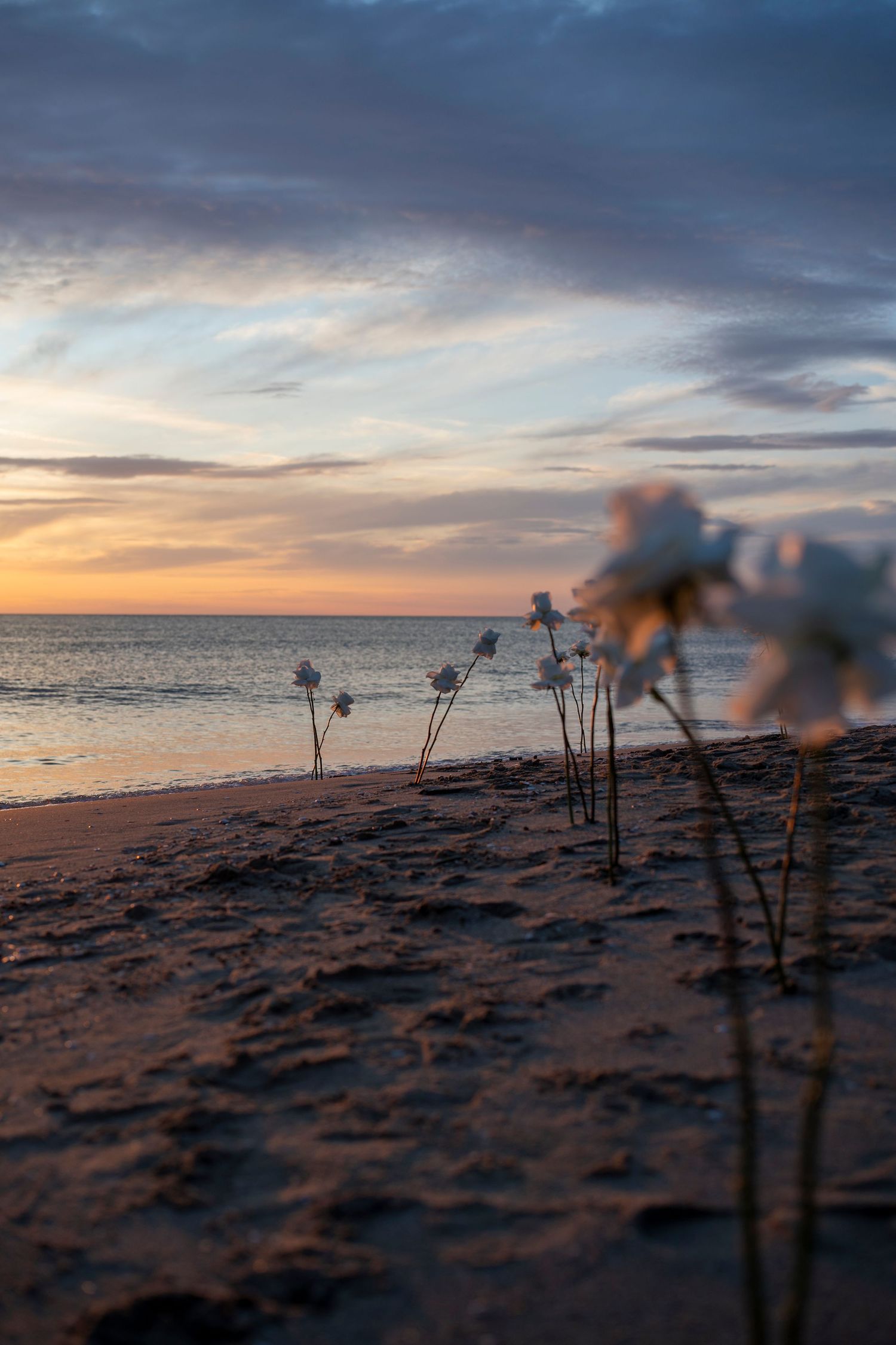 Silhouetted plants on a beach at sunset with dramatic cloudy skies over the ocean.