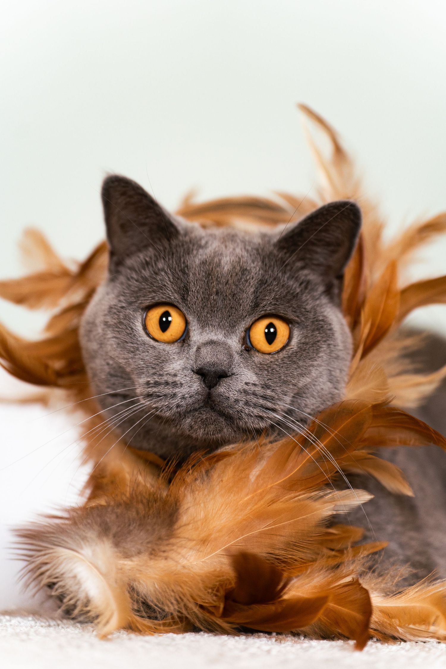 A gray British Shorthair cat with bright orange eyes surrounded by fluffy orange feathers on a light background.