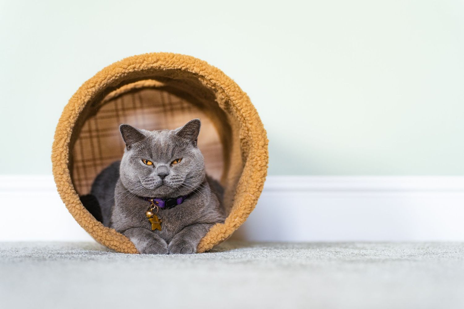 A gray British Shorthair cat with a purple collar resting inside a round cork tunnel toy on a gray carpet.