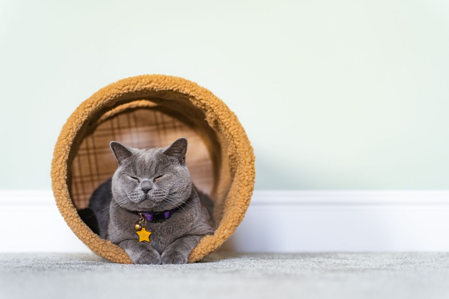 A gray British Shorthair cat with a star collar charm rests inside a round cork tunnel toy.