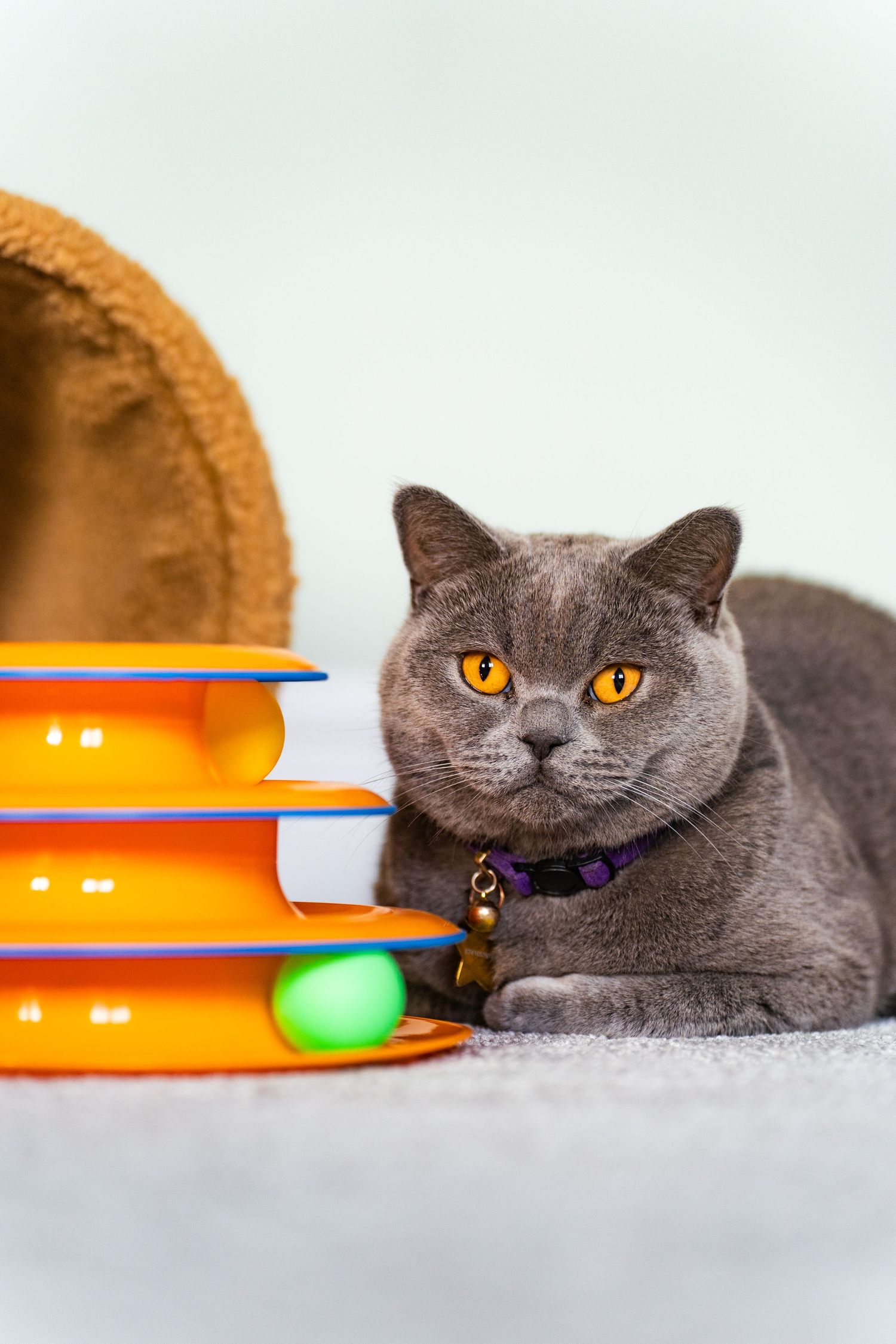 Gray British Shorthair cat with orange eyes lying next to an orange tiered ball track toy on a carpet.