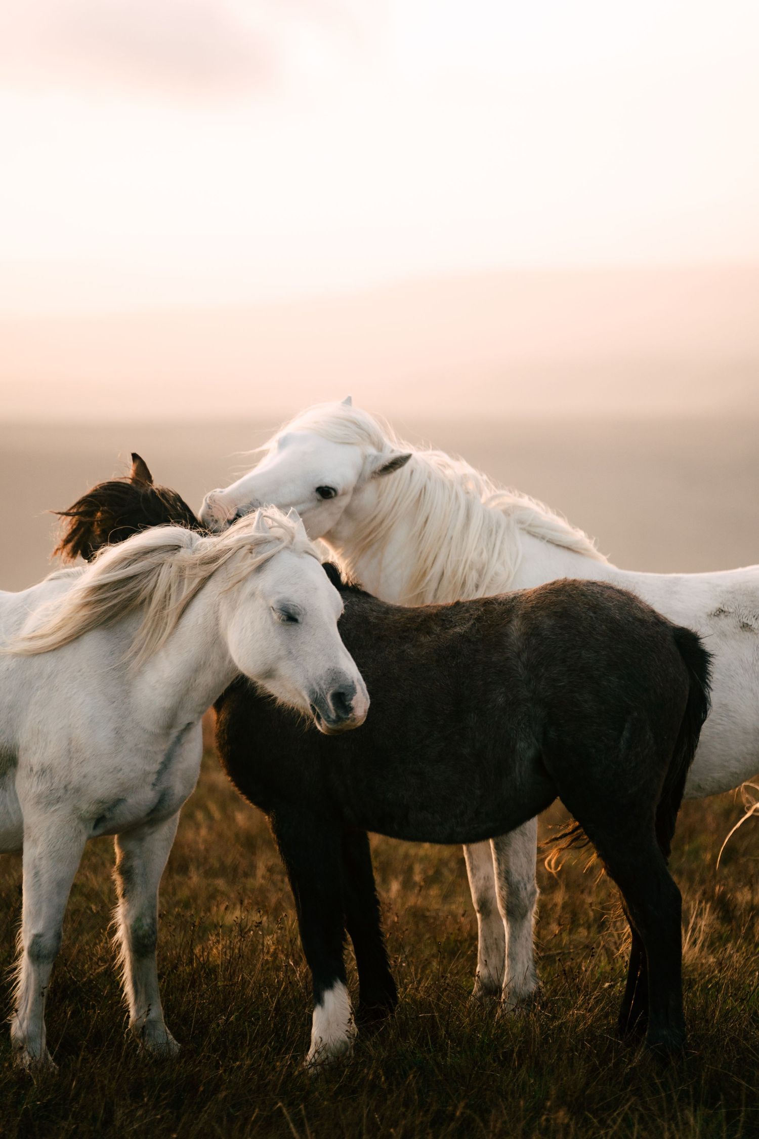 Black and white horses standing together in a grassy field at sunset, their manes blowing gently in the wind.