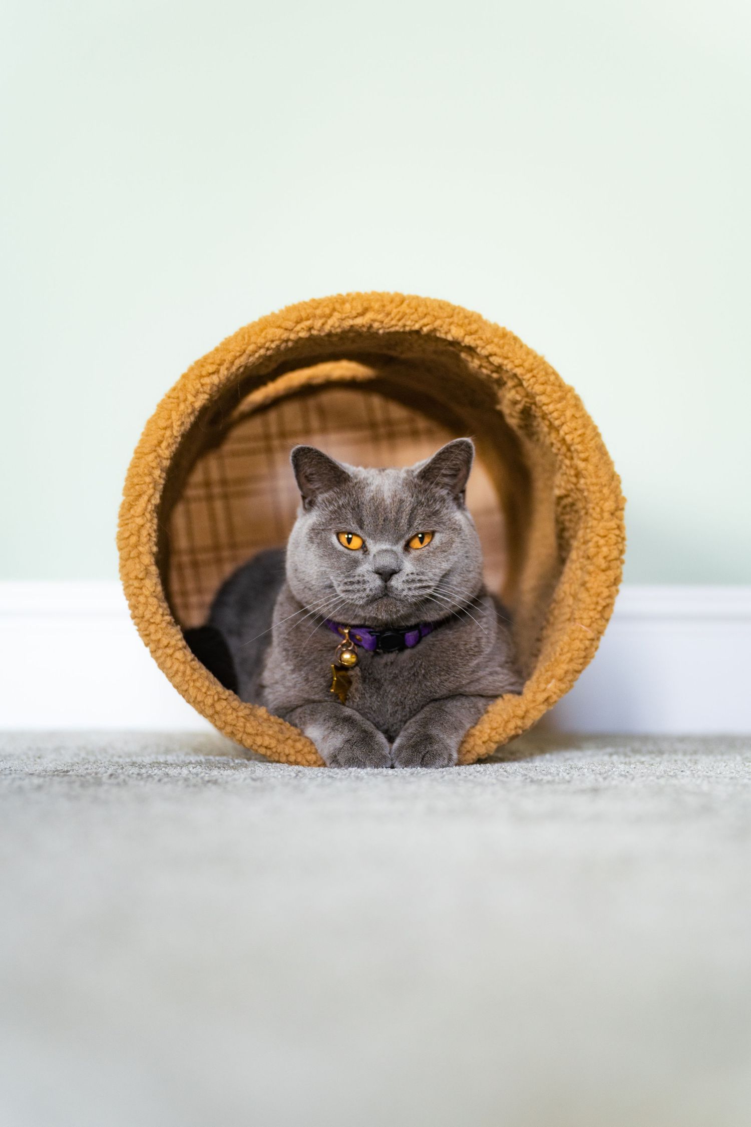 A gray British Shorthair cat with orange eyes and purple collar sits inside a round tan cat tunnel toy.