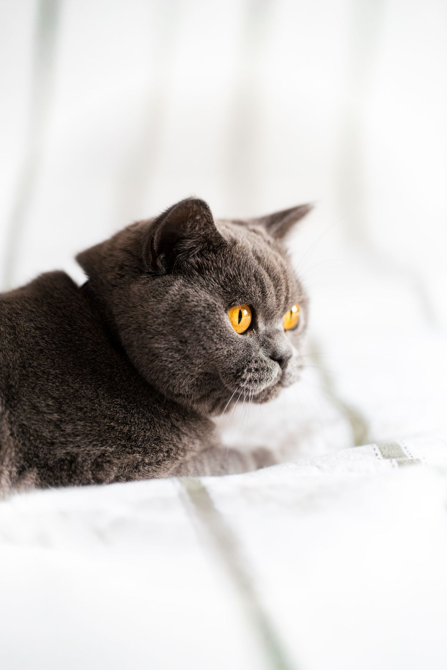 A gray British Shorthair cat with striking orange eyes resting on a white surface.