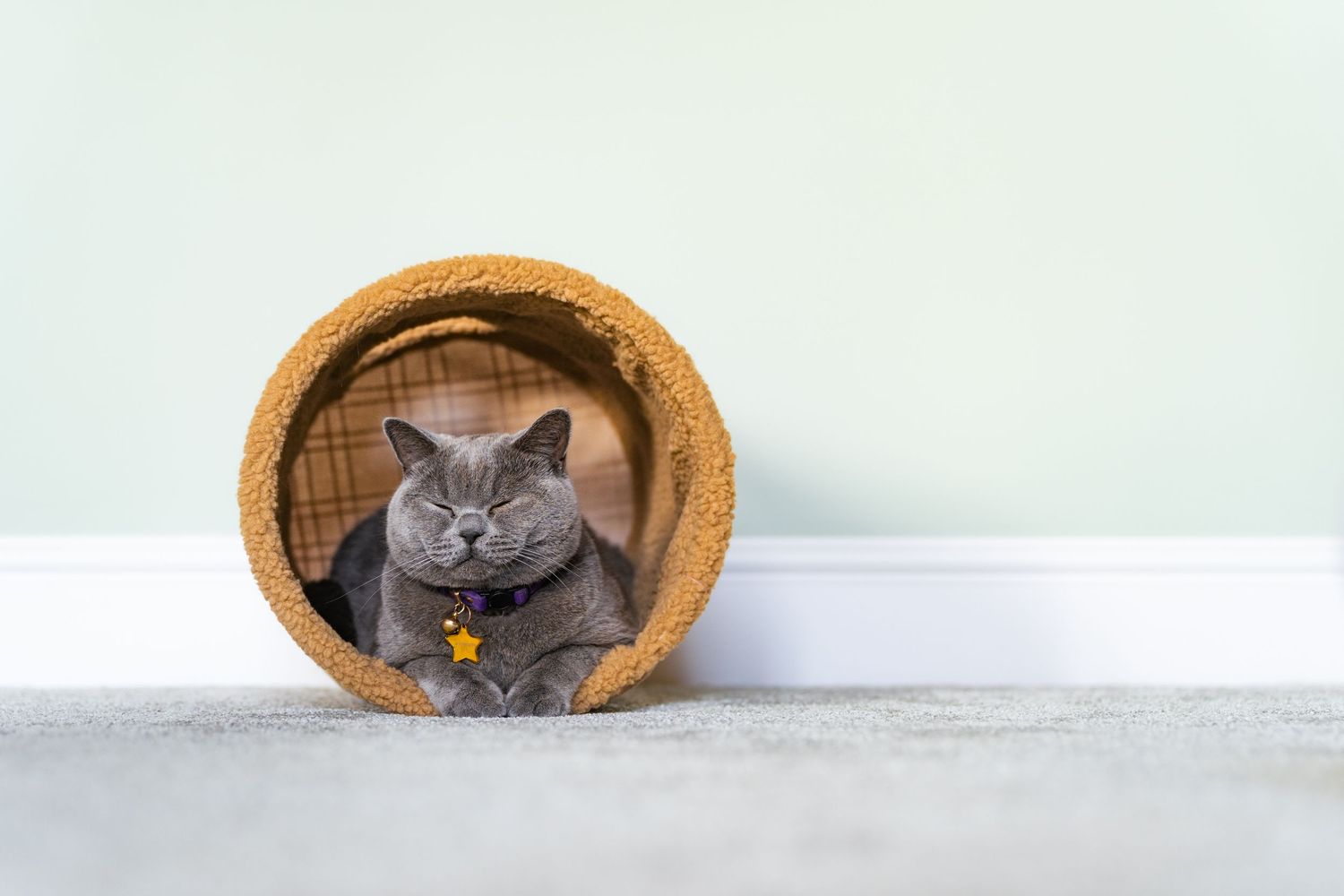 A gray British Shorthair cat with a star collar charm resting inside a cylindrical wicker basket on a carpeted floor.
