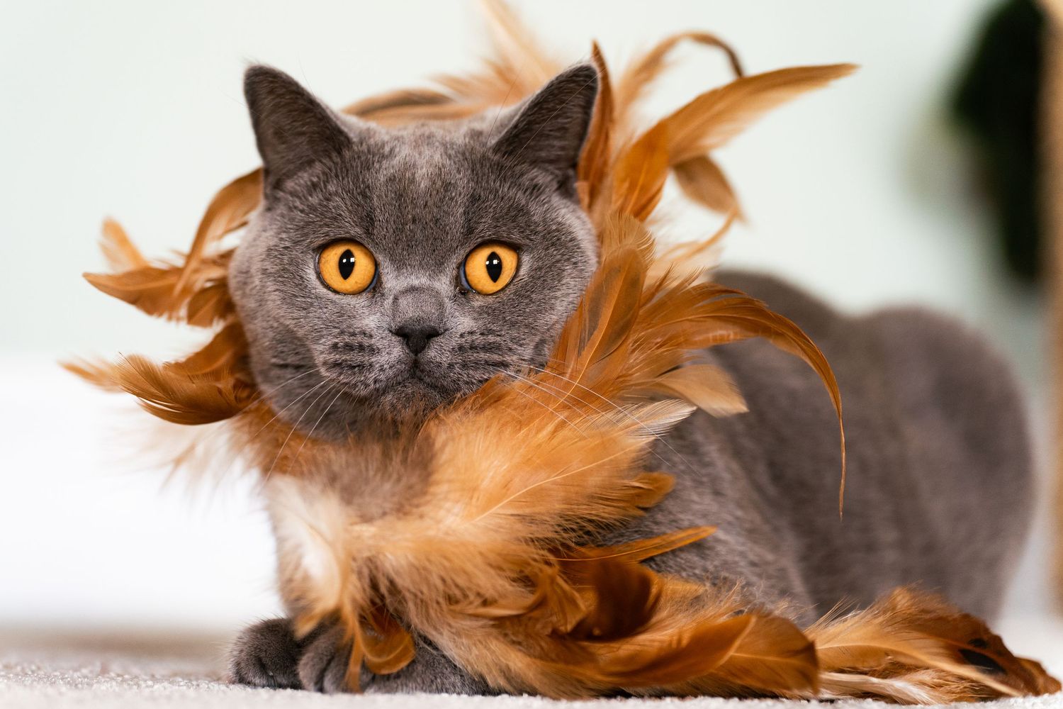 Gray British Shorthair cat with bright orange eyes playing with fluffy orange feathers on a white background.
