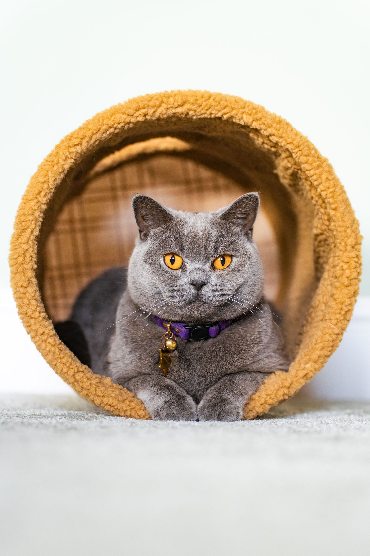 A gray British Shorthair cat with bright orange eyes sits inside a fluffy yellow cat tunnel toy.