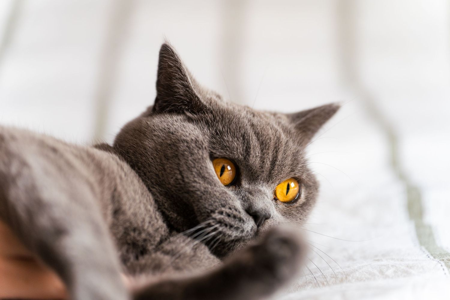 A gray British Shorthair cat with striking amber eyes resting lazily on a soft surface.