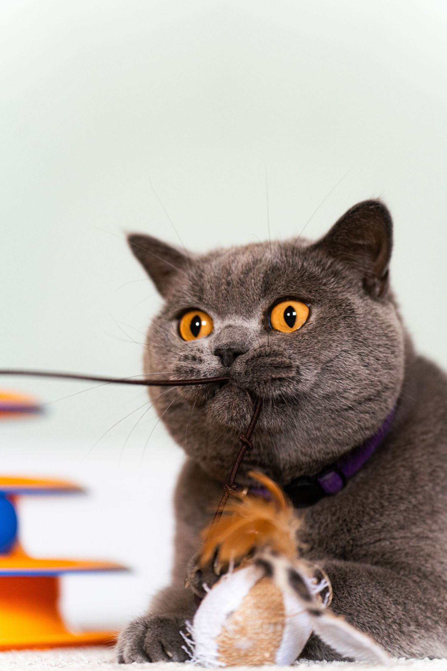 A gray British Shorthair cat with bright orange eyes plays with a feather toy wand on a light background.