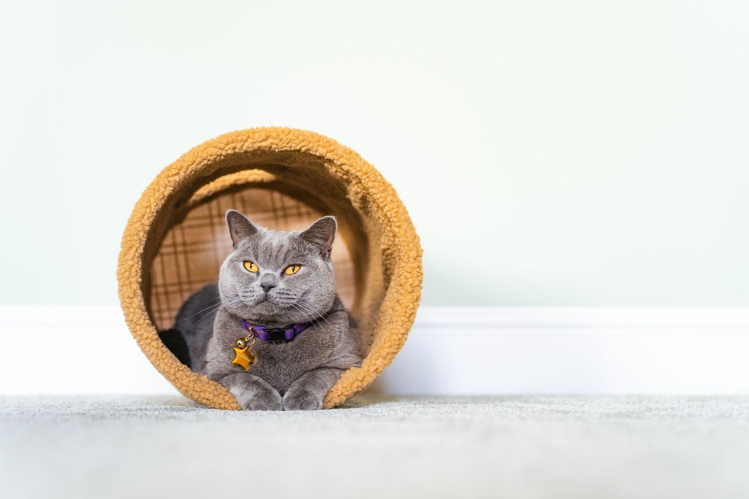 A gray British Shorthair cat with yellow eyes sits inside a round cork tunnel toy on a light carpet.