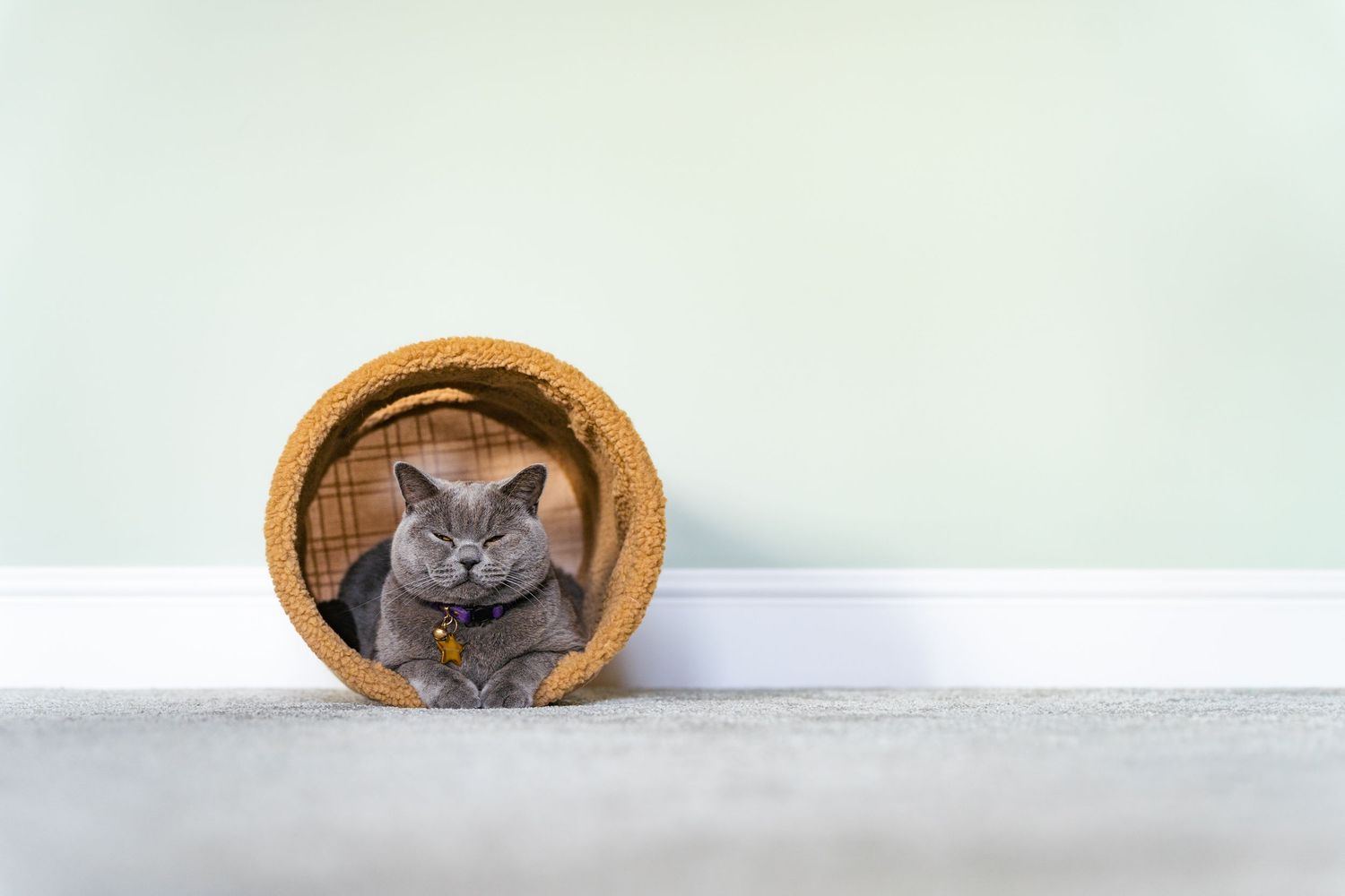 A gray British Shorthair cat sitting inside a round wicker tunnel toy on a carpeted floor.