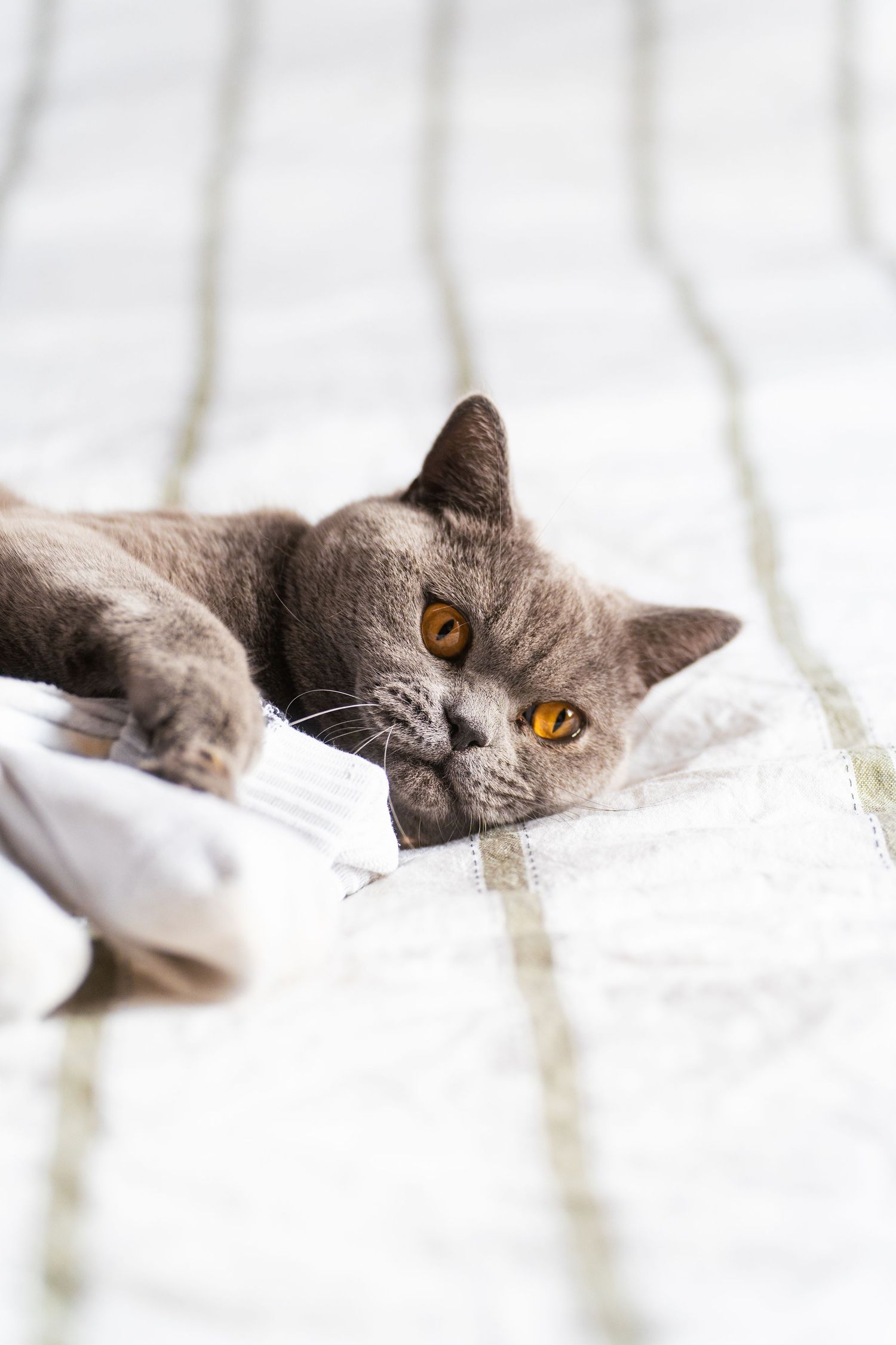 A gray British Shorthair cat with amber eyes lying lazily on a white textured blanket.